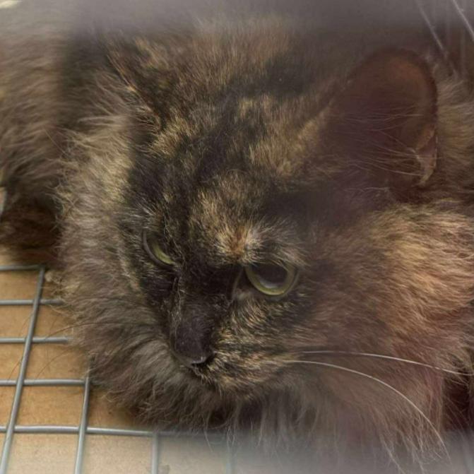 Yennifer, Adoptable, Young Female Domestic Long Hair.