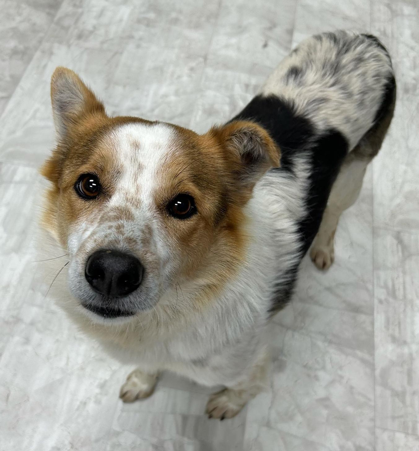 Cody, a Adoptable Australian Cattle Dog / Blue Heeler in Neillsville, WI image 4/5