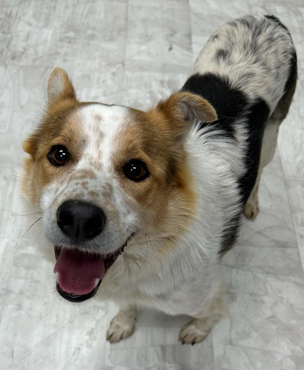 Cody, a Adoptable Australian Cattle Dog / Blue Heeler in Neillsville, WI image 2/5