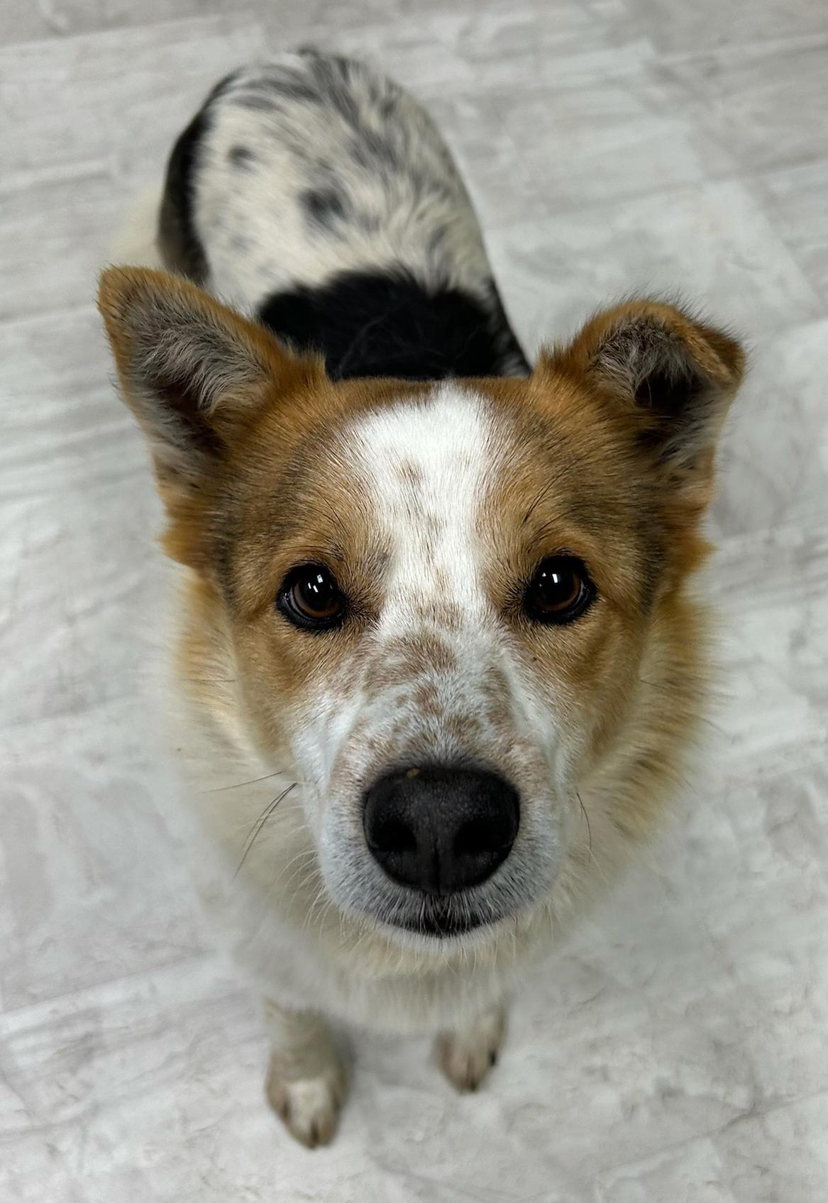 Cody, Adoptable, Young Male Australian Cattle Dog / Blue Heeler.