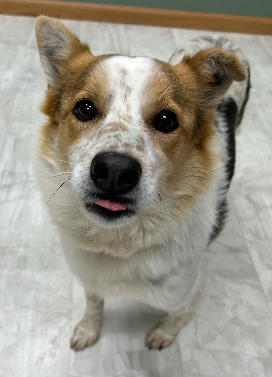 Cody, a Adoptable Australian Cattle Dog / Blue Heeler in Neillsville, WI image 3/5