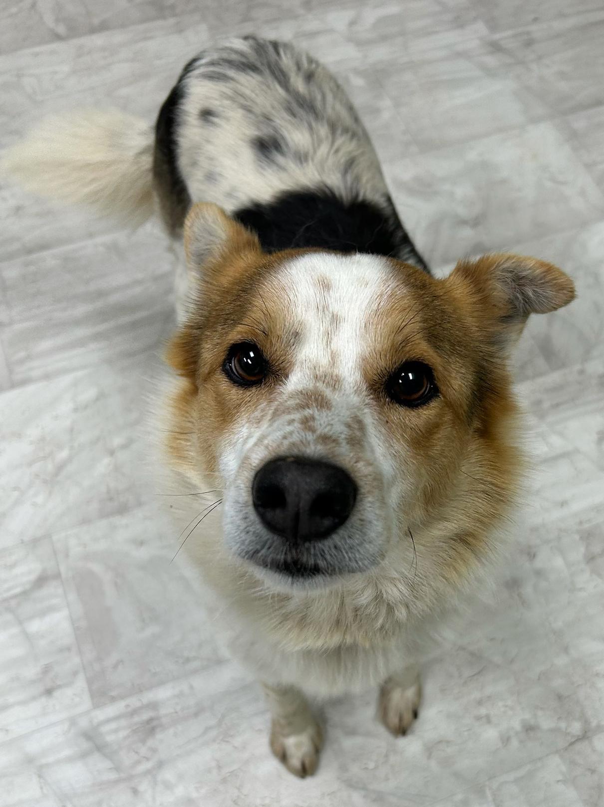 Cody, a Adoptable Australian Cattle Dog / Blue Heeler in Neillsville, WI image 5/5