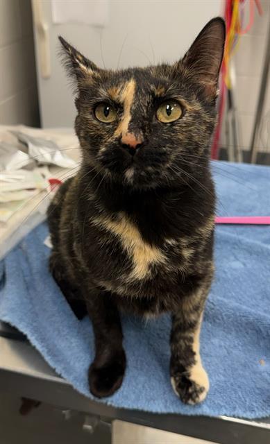 AMELIA, Adoptable, Young Female Domestic Short Hair.