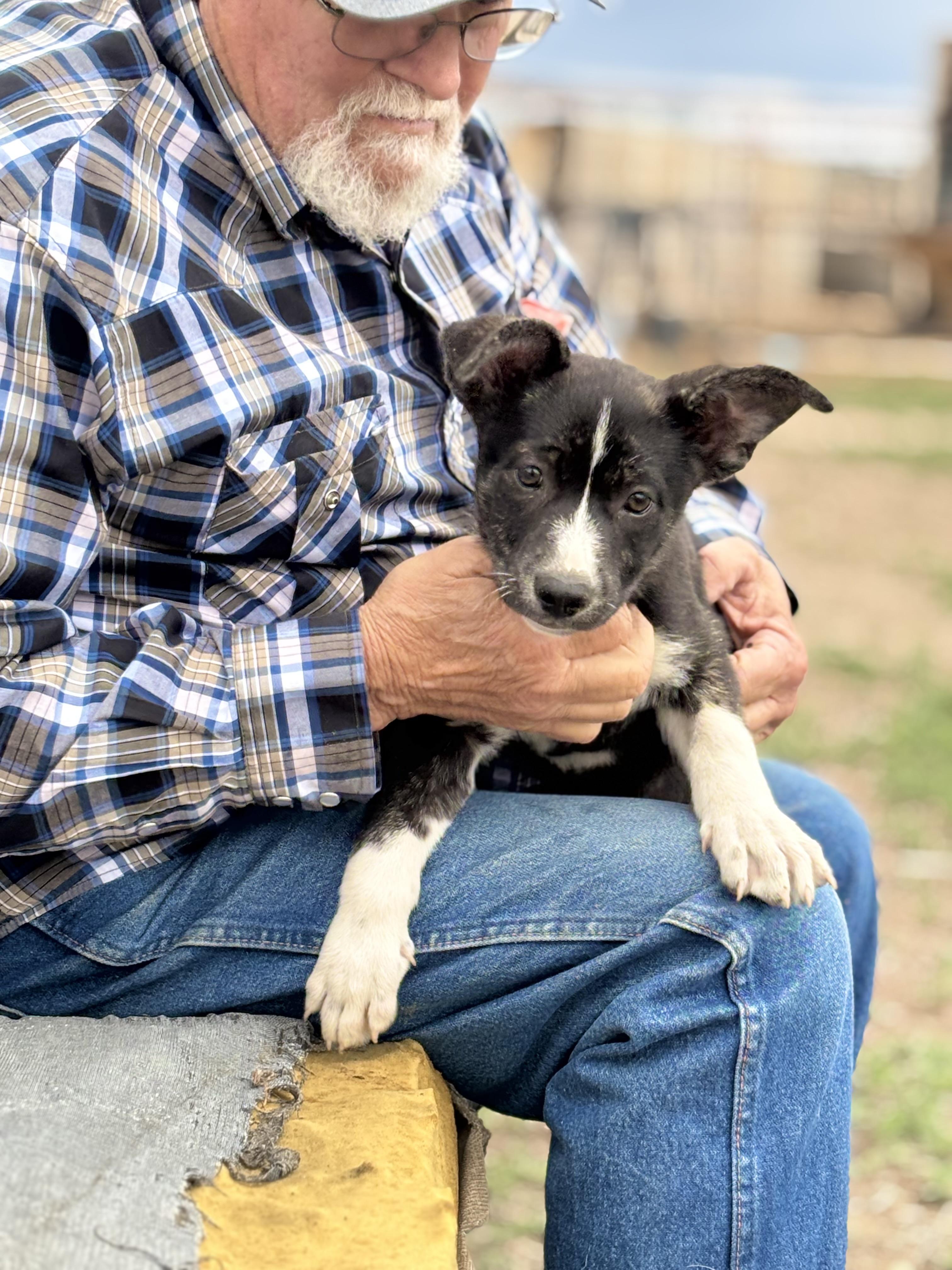 Tilly, an adoptable Border Collie, Mixed Breed in Carr, CO, 80612 | Photo Image 2