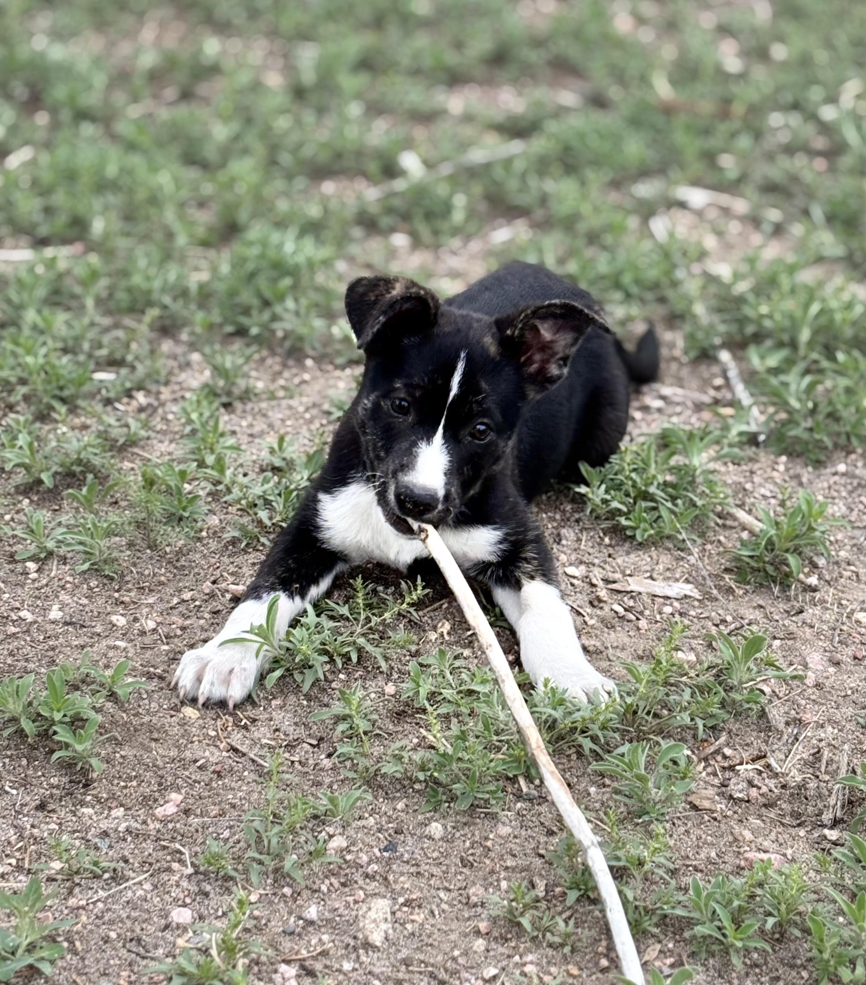Tilly, an adoptable Border Collie, Mixed Breed in Carr, CO, 80612 | Photo Image 3