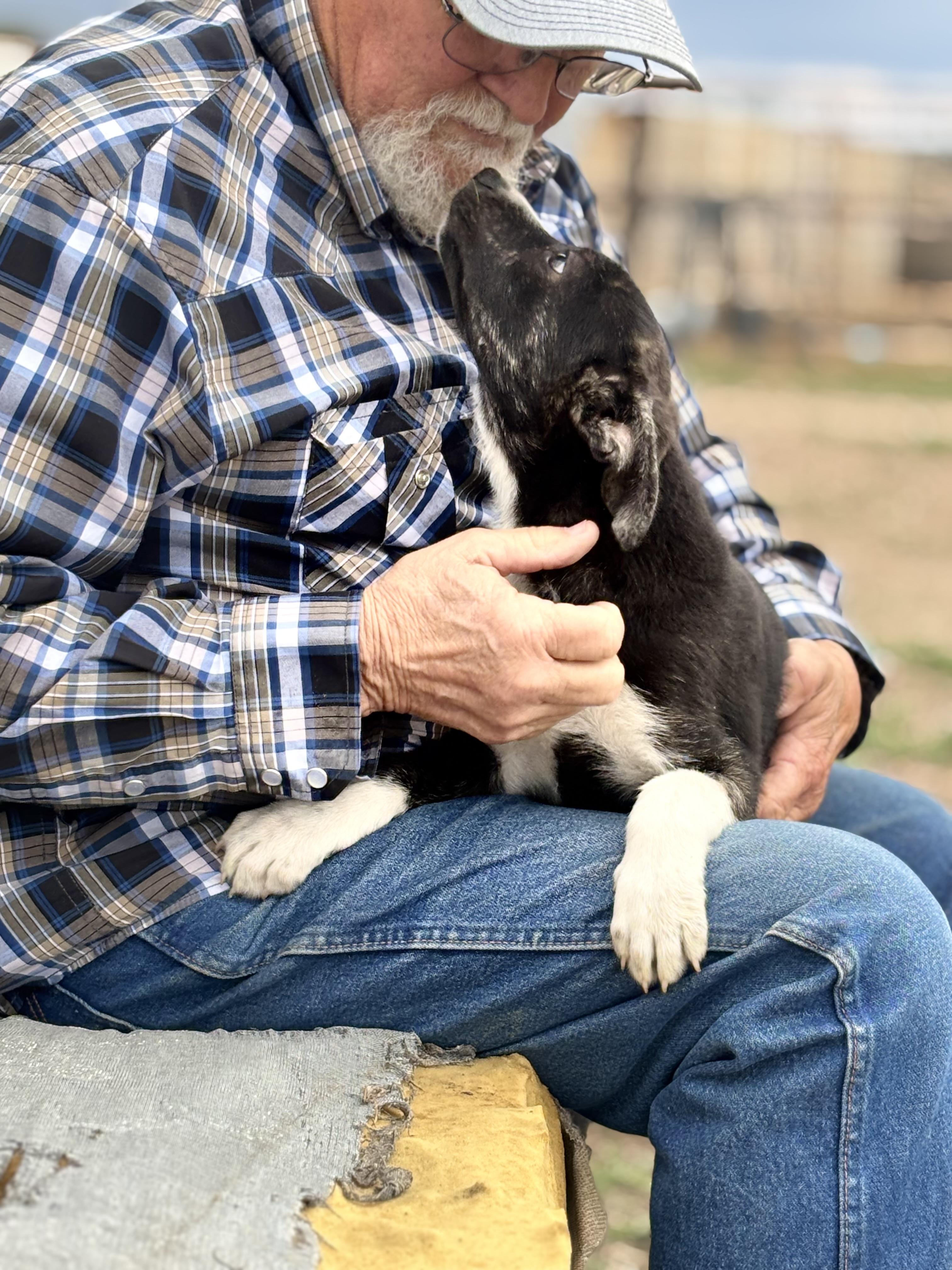 Tilly, an adoptable Border Collie, Mixed Breed in Carr, CO, 80612 | Photo Image 4