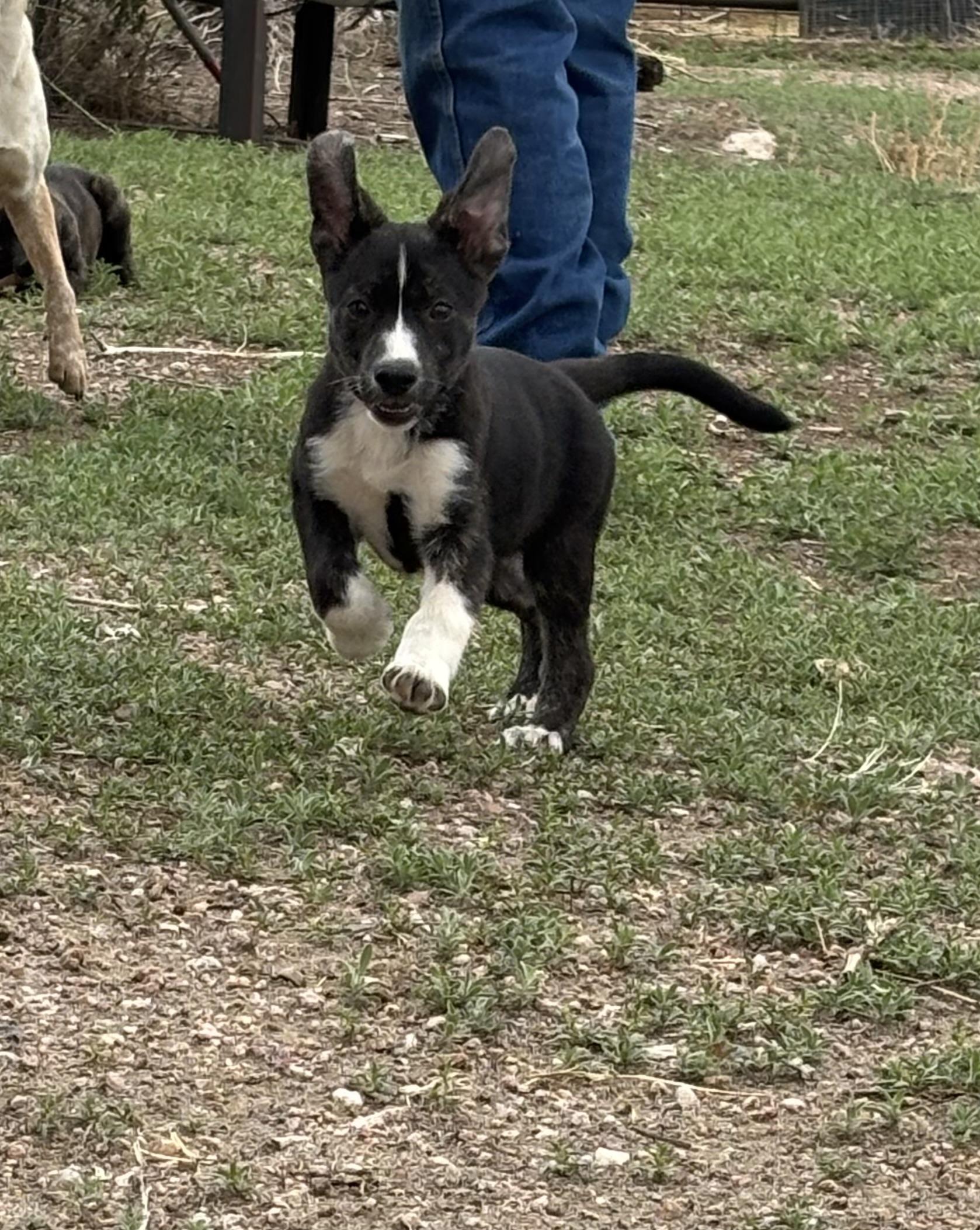 Tilly, an adoptable Border Collie, Mixed Breed in Carr, CO, 80612 | Photo Image 1