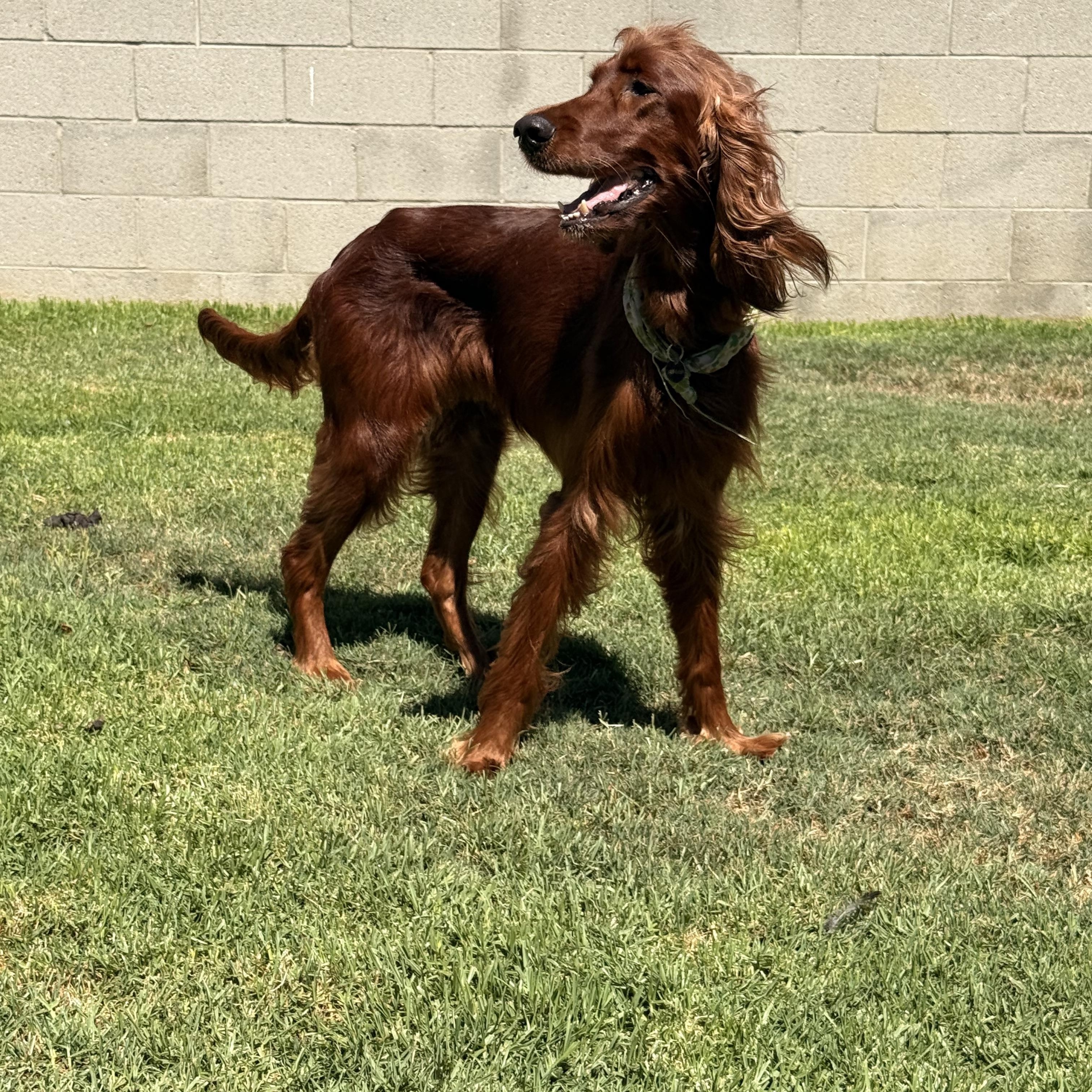 Enlarge Maggie, a Adoptable Irish Setter in Torrance, CA image 5/6