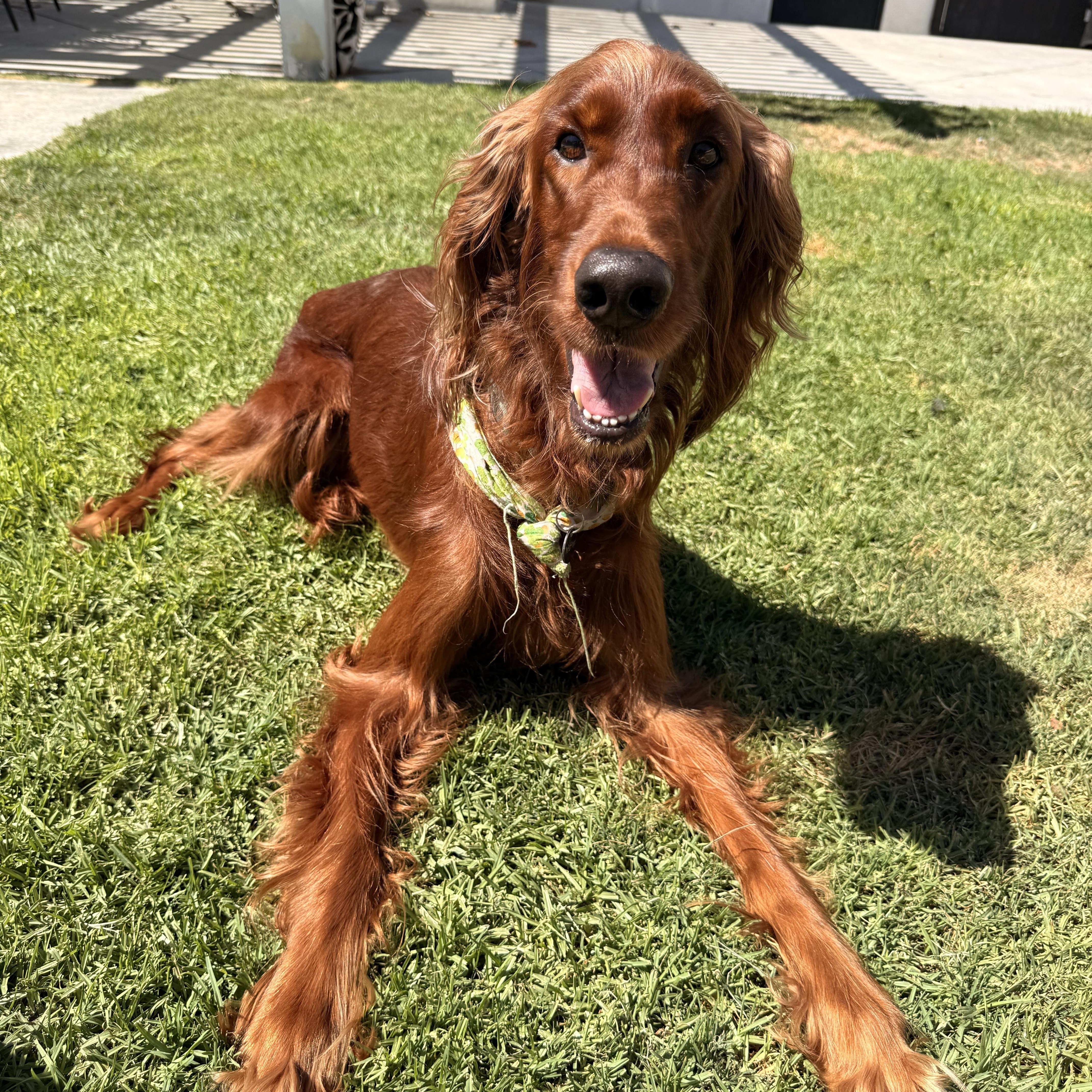 Enlarge Maggie, a Adoptable Irish Setter in Torrance, CA image 2/6