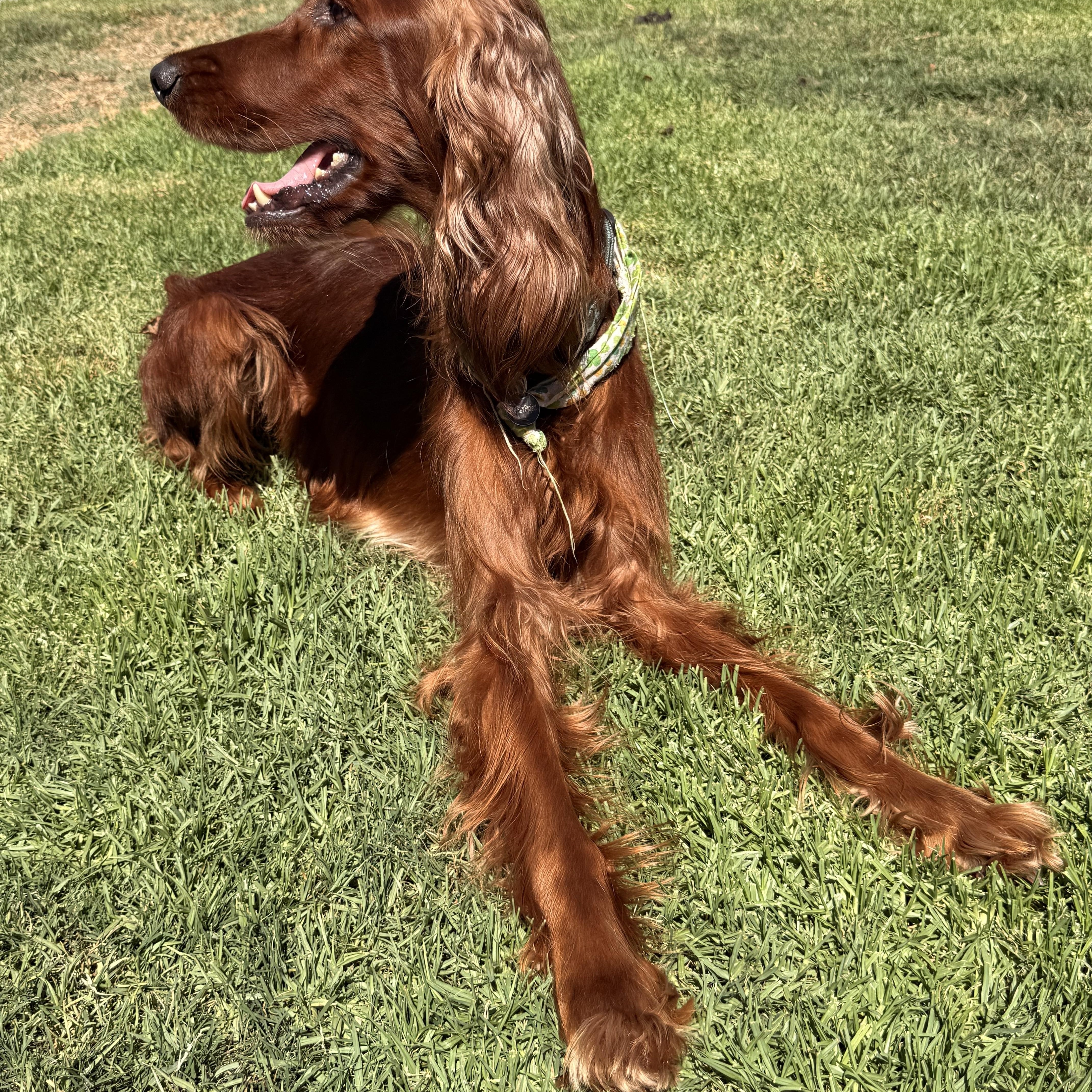 Enlarge Maggie, a Adoptable Irish Setter in Torrance, CA image 6/6