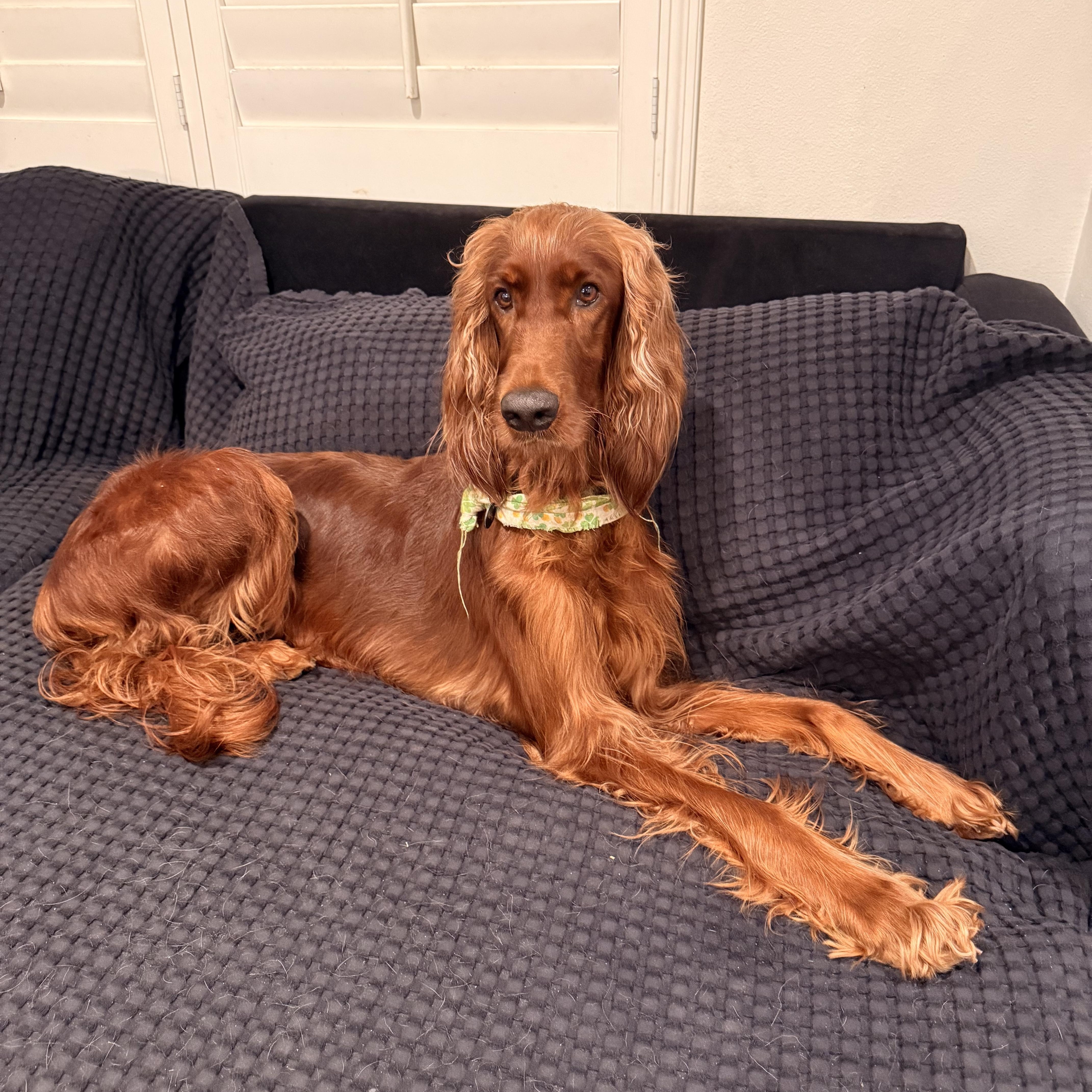 Maggie, Adoptable, Adult Female Irish Setter.
