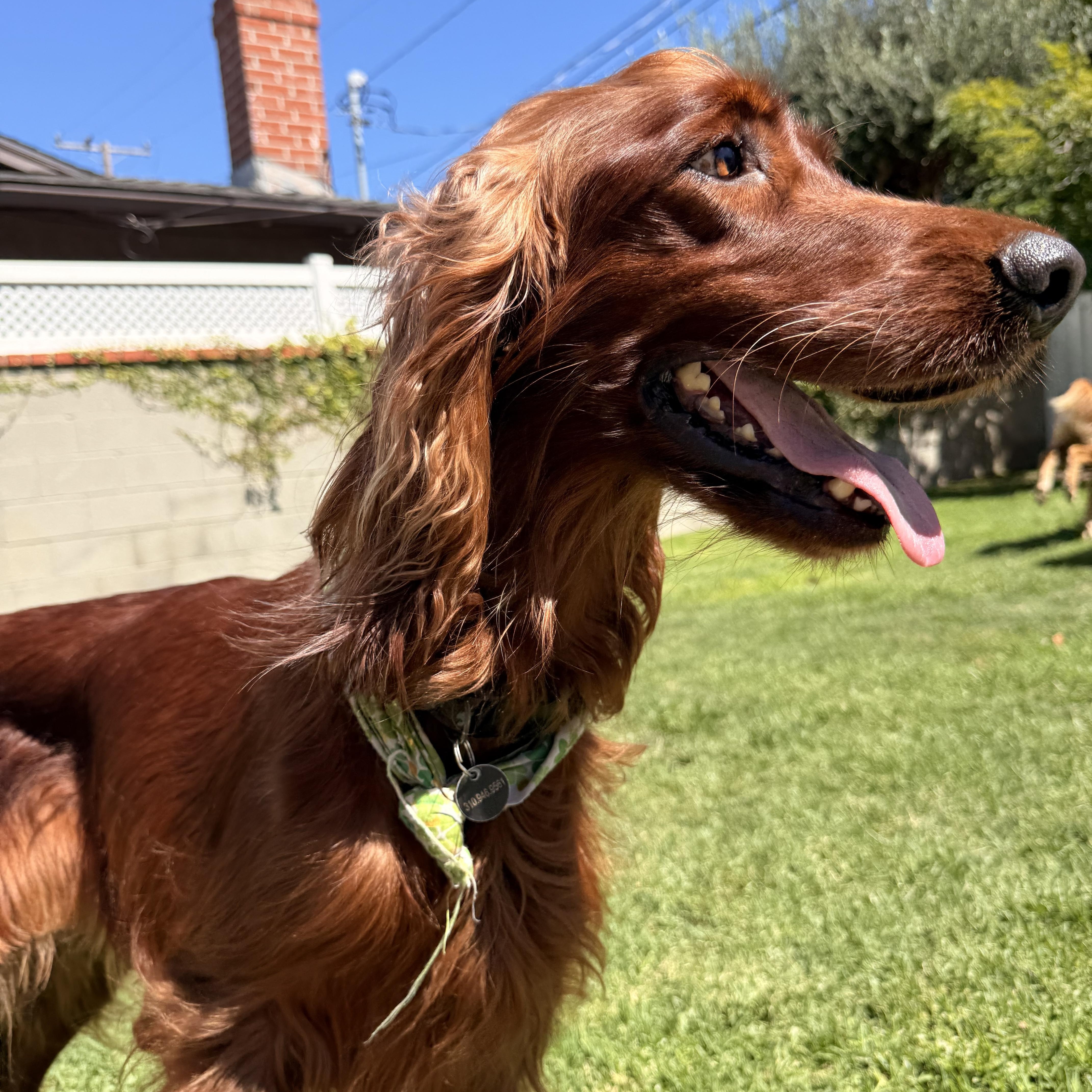 Enlarge Maggie, a Adoptable Irish Setter in Torrance, CA image 3/6