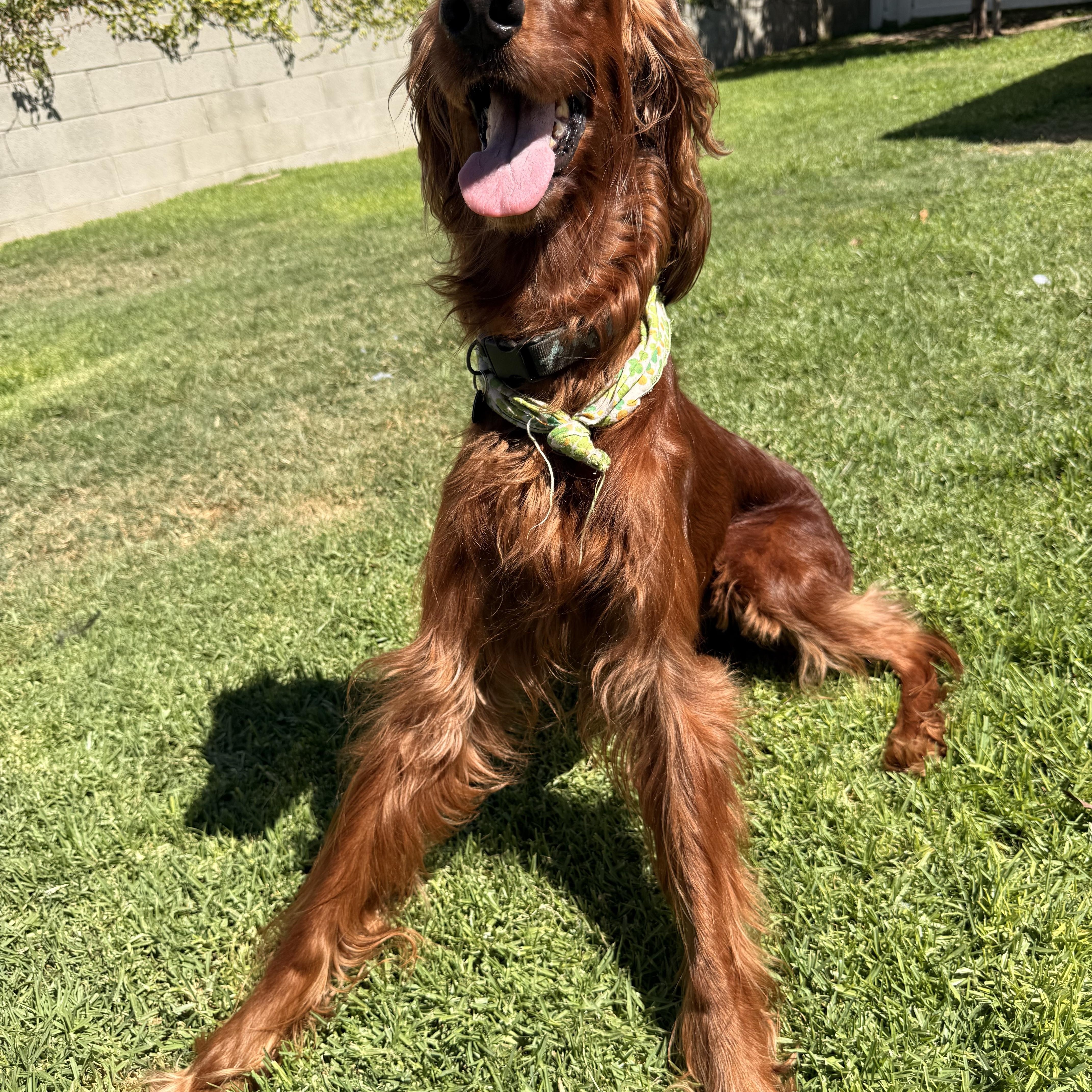 Enlarge Maggie, a Adoptable Irish Setter in Torrance, CA image 4/6