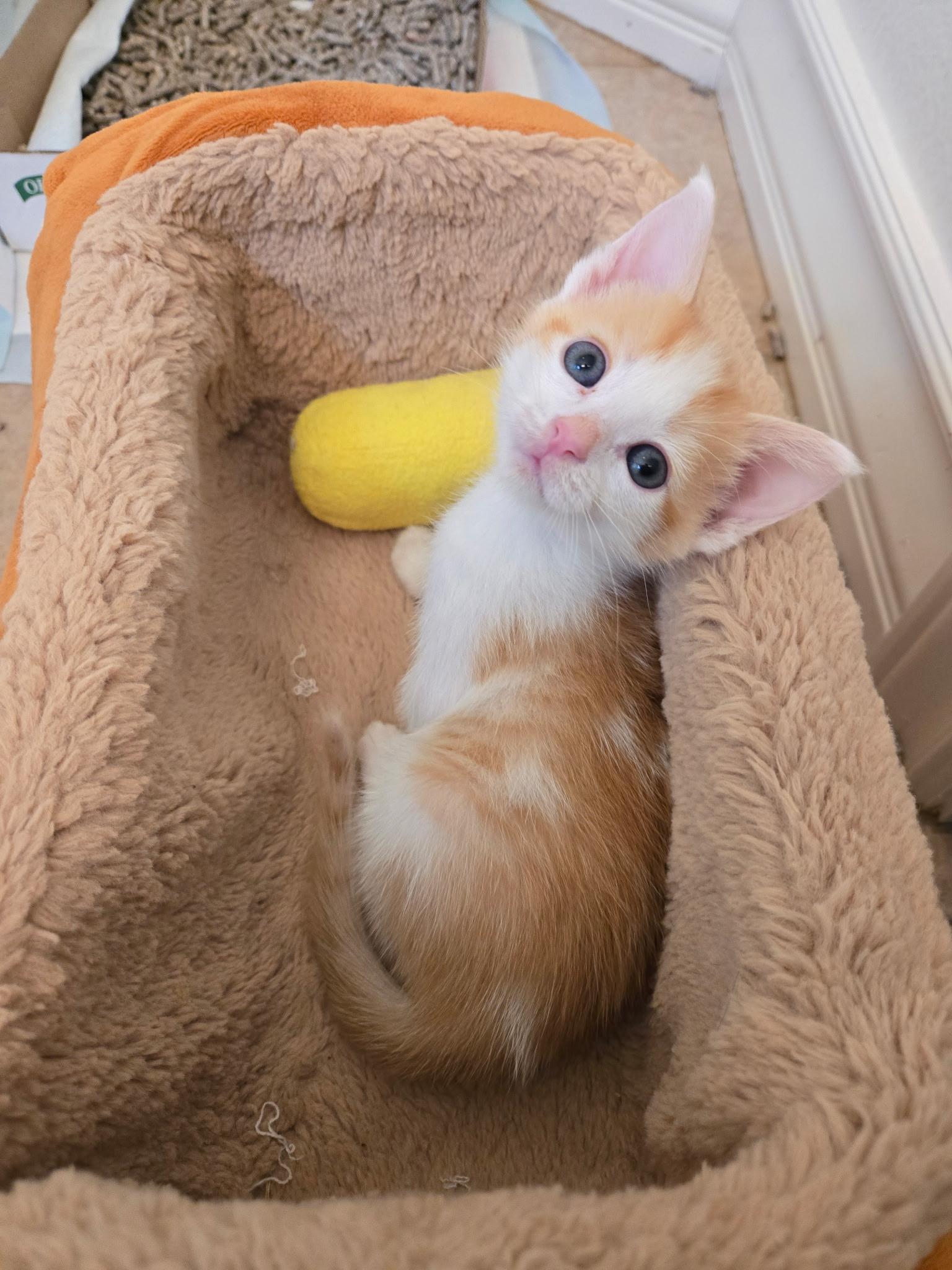 Enlarge Finn, a Adoptable Domestic Short Hair in Pacific Palisades, CA image 3/6