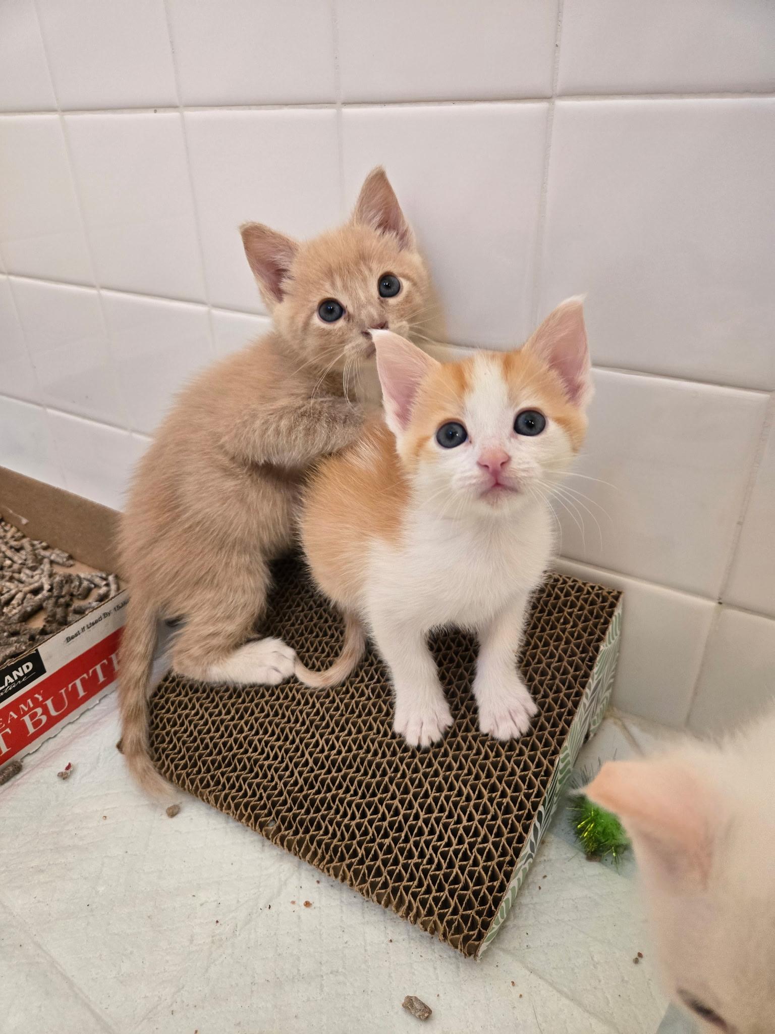 Enlarge Finn, a Adoptable Domestic Short Hair in Pacific Palisades, CA image 6/6