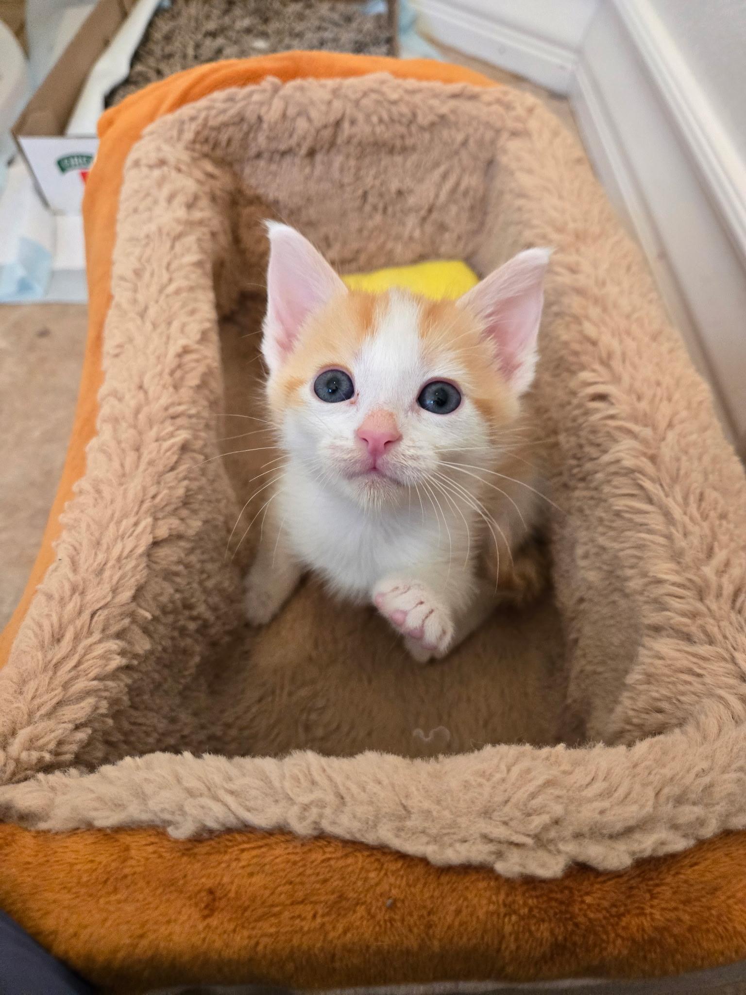 Enlarge Finn, a Adoptable Domestic Short Hair in Pacific Palisades, CA image 2/6