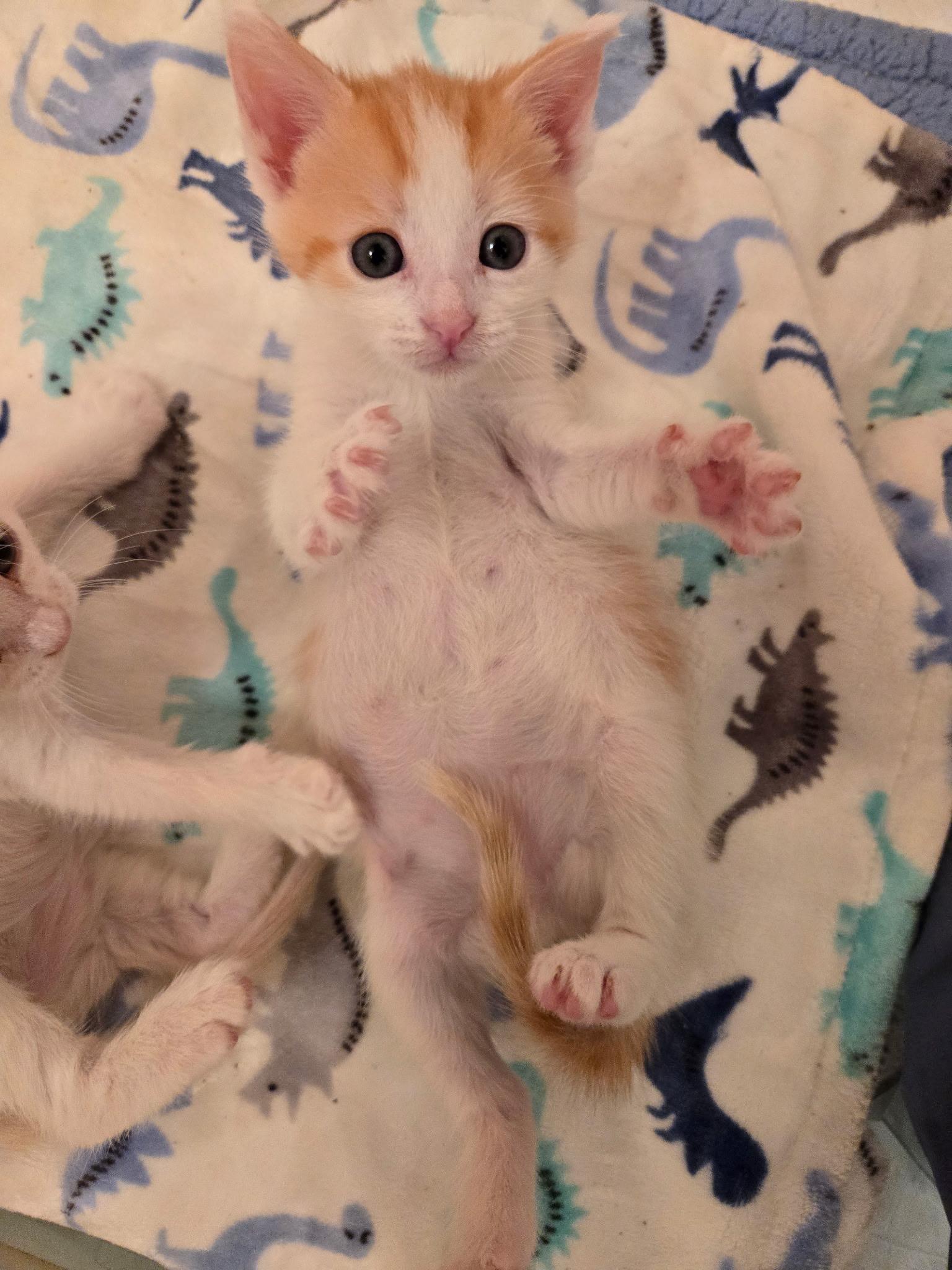 Finn, Adoptable, Kitten Female Domestic Short Hair.