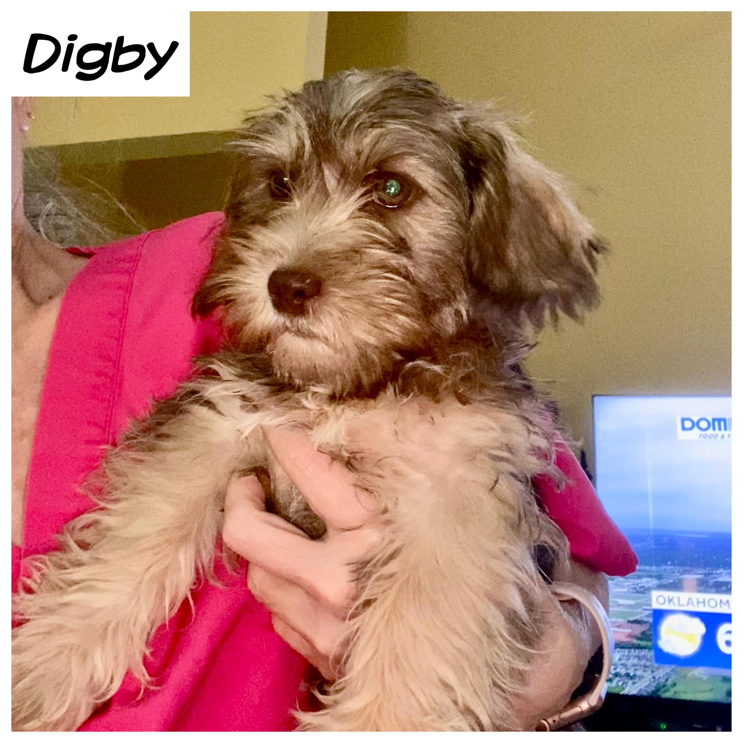 Enlarge Digby, an adopted mixed breed in Edmond, OK image 1/3