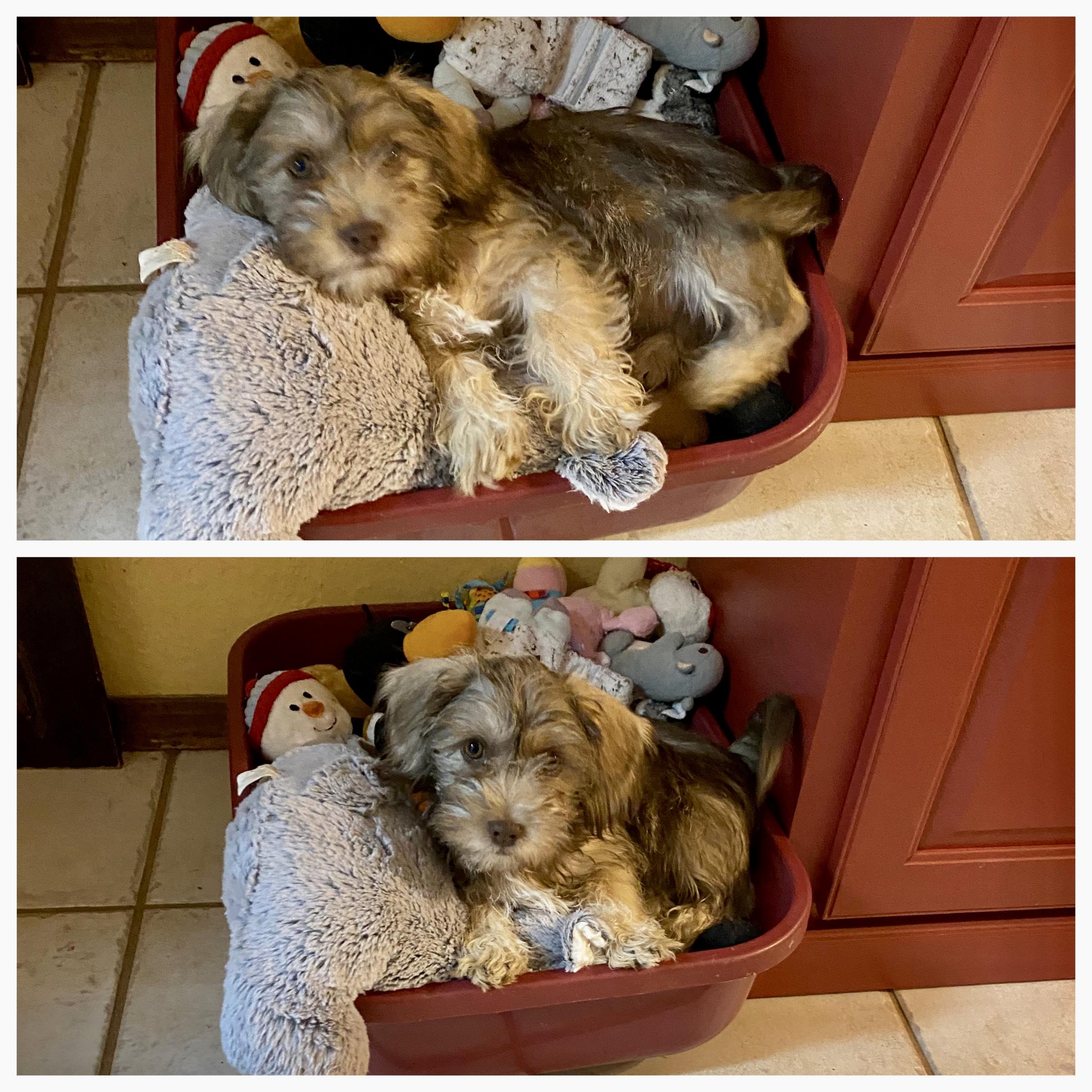 Enlarge Digby, an adopted mixed breed in Edmond, OK image 2/3