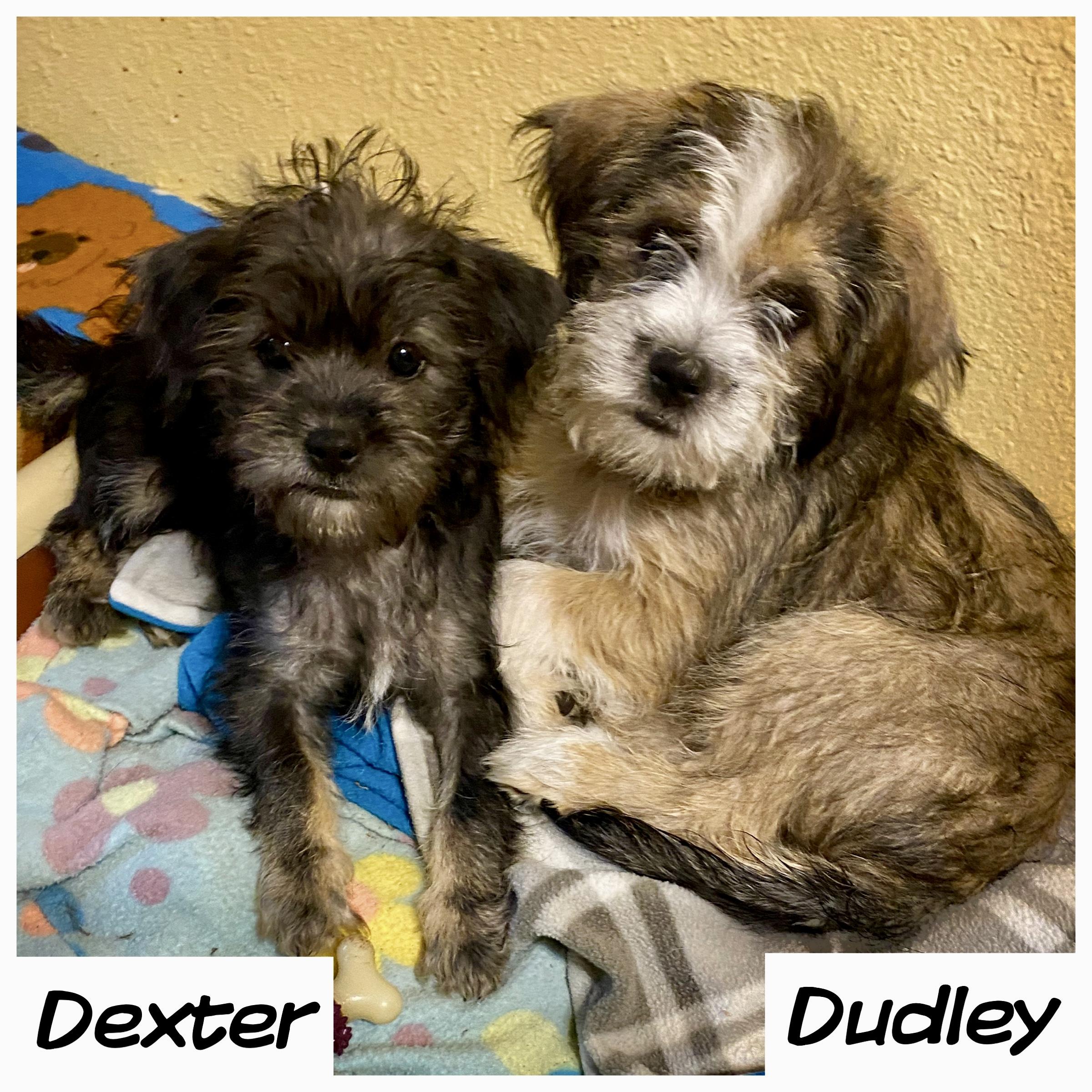 Enlarge Digby, an adopted mixed breed in Edmond, OK image 3/3