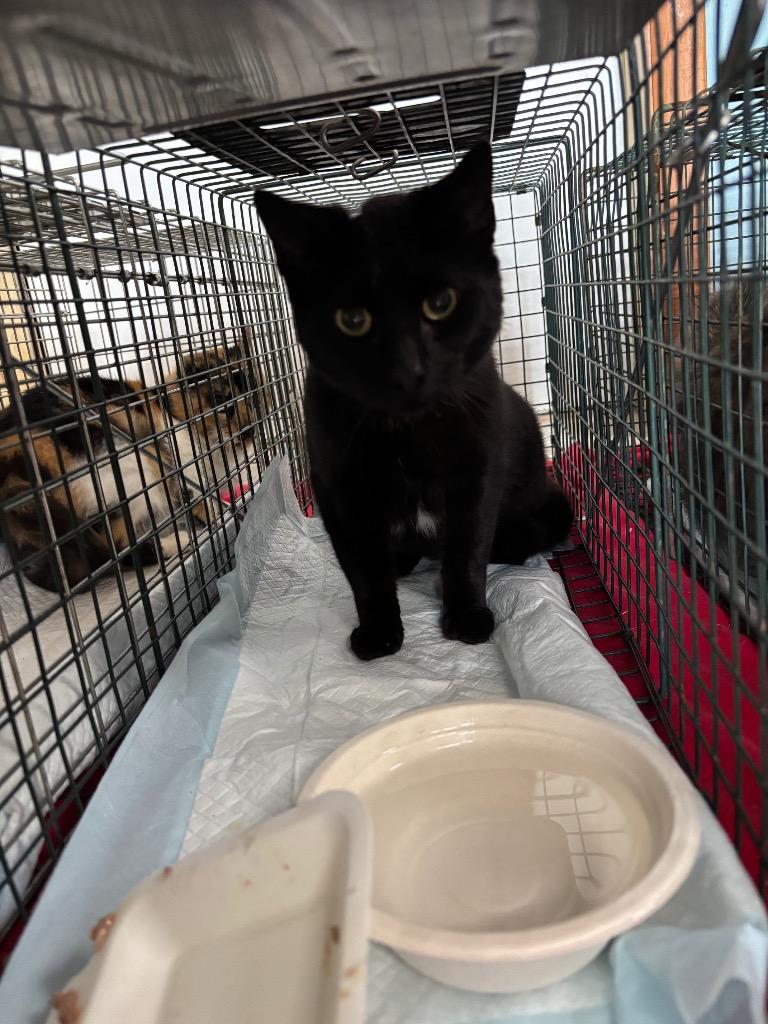 Enlarge Boots, a Adoptable mixed breed in Wabash, IN image 1/2