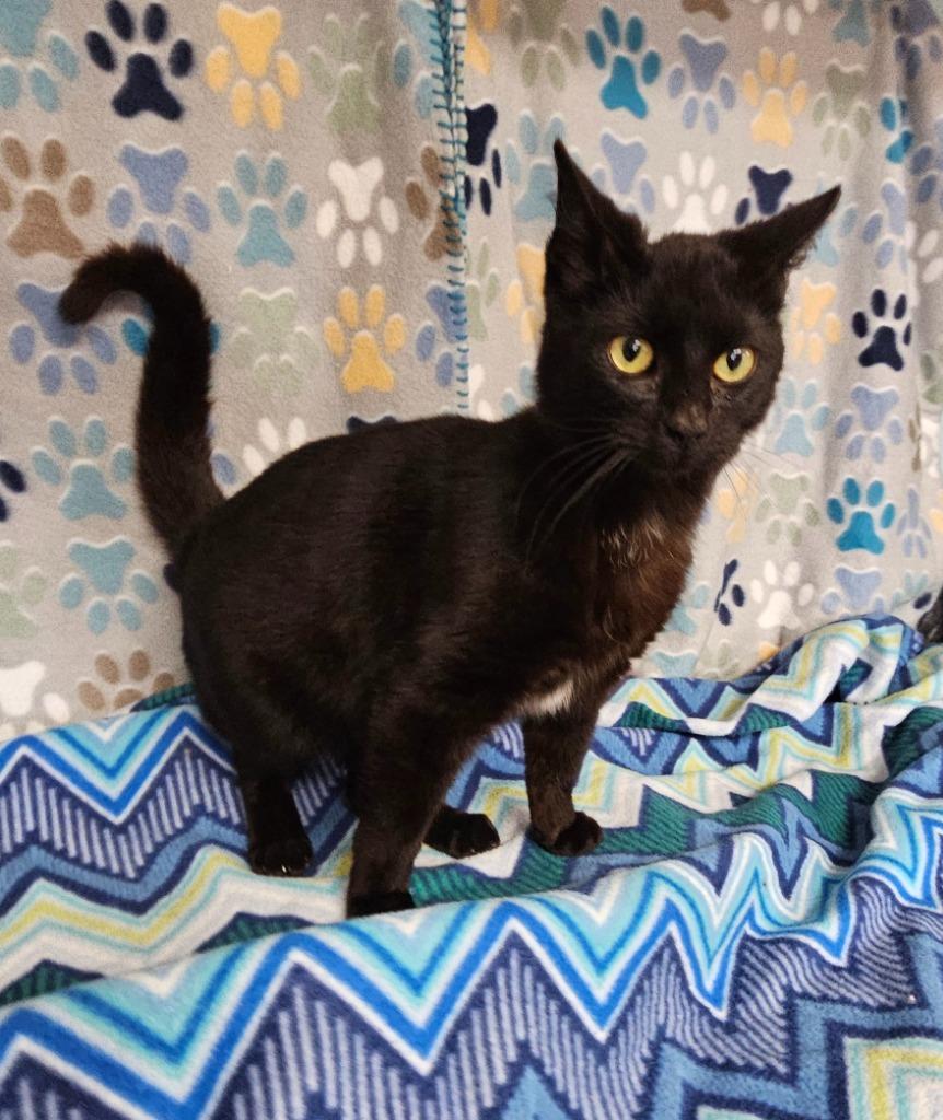 Enlarge Boots, a Adoptable mixed breed in Wabash, IN image 2/2