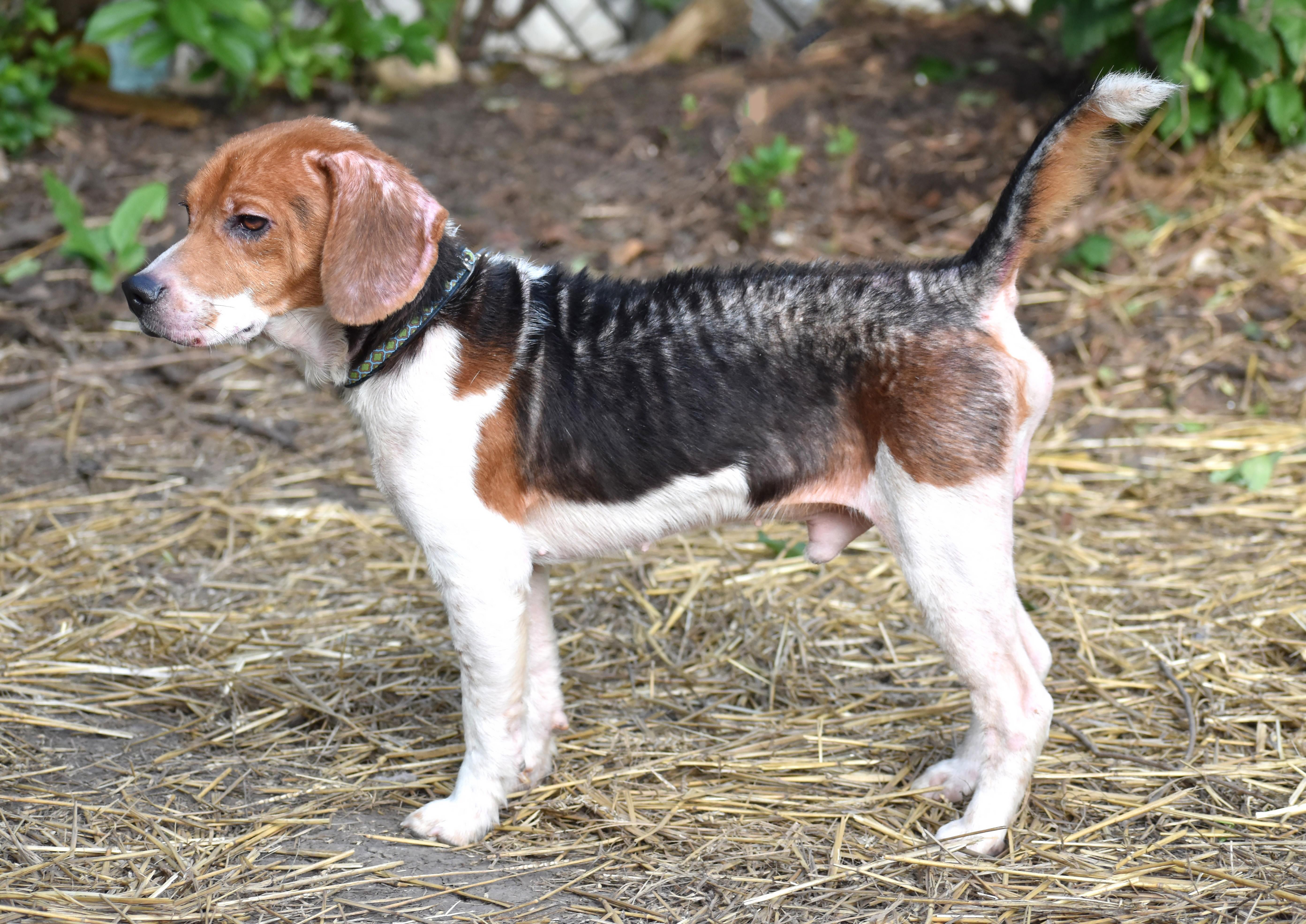 Enlarge Darwin- Foster to Adopt, a Adoptable Beagle in Wood Dale, IL image 4/6