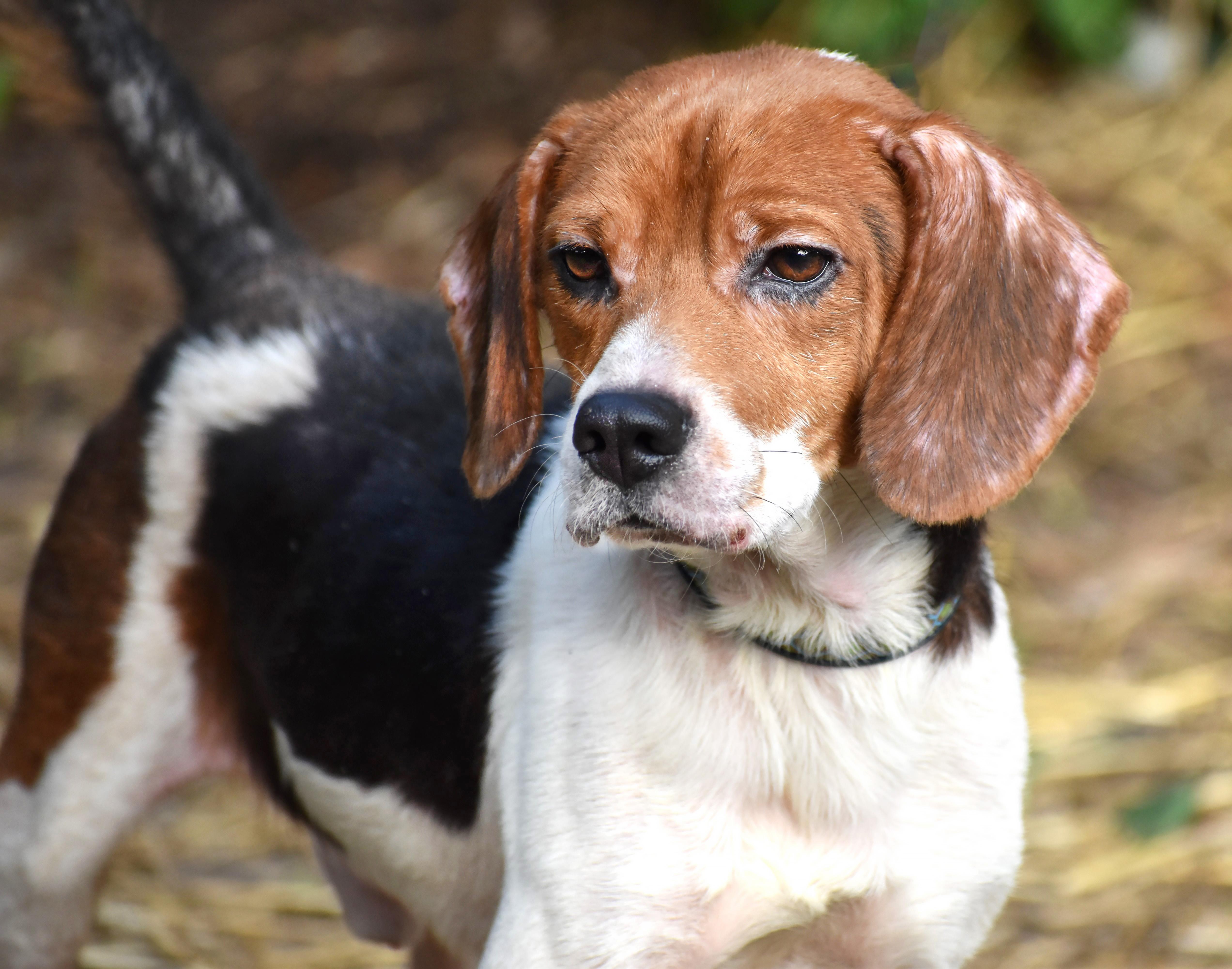 Enlarge Darwin- Foster to Adopt, a Adoptable Beagle in Wood Dale, IL image 2/6