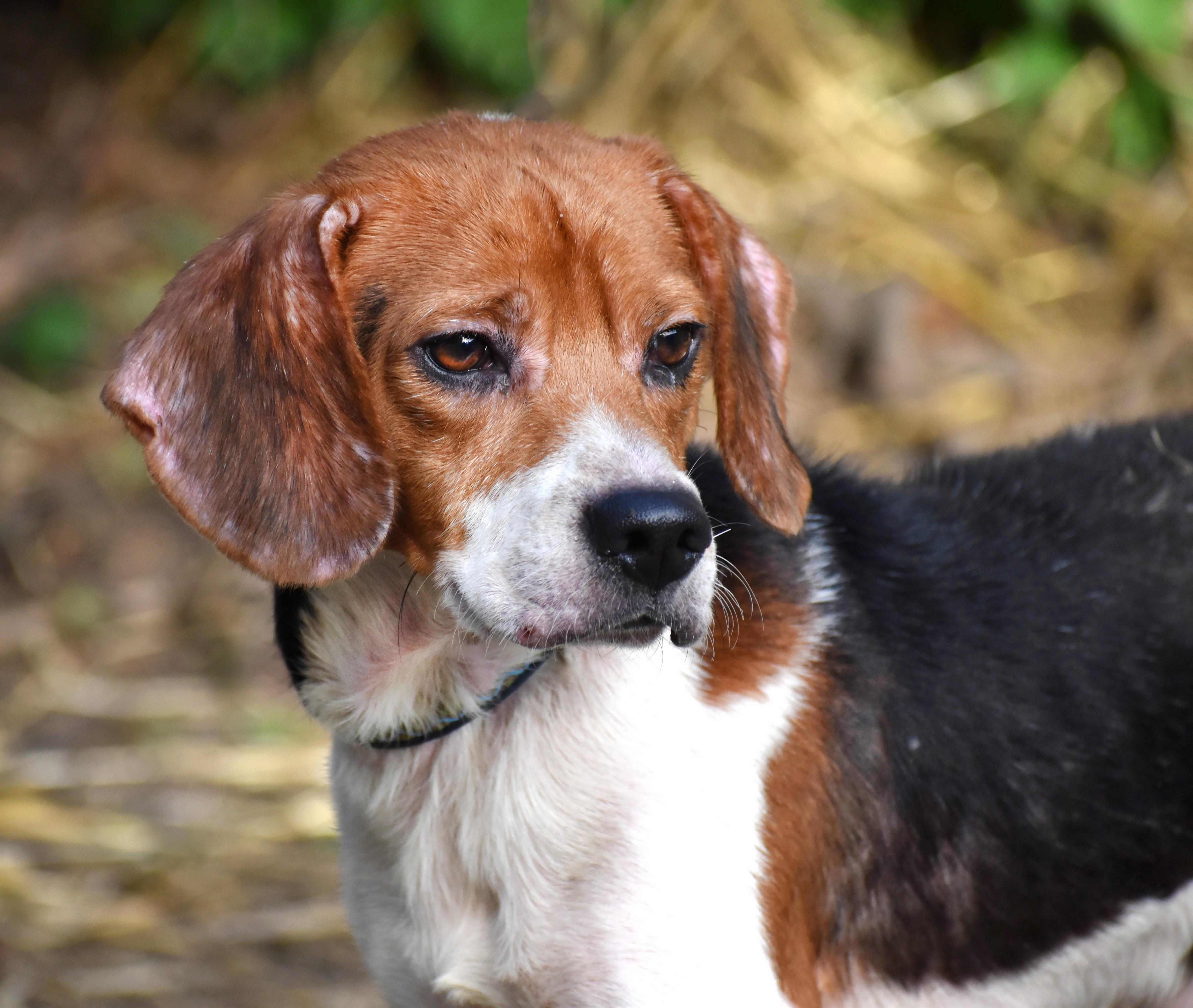 Enlarge Darwin- Foster to Adopt, a Adoptable Beagle in Wood Dale, IL image 1/6