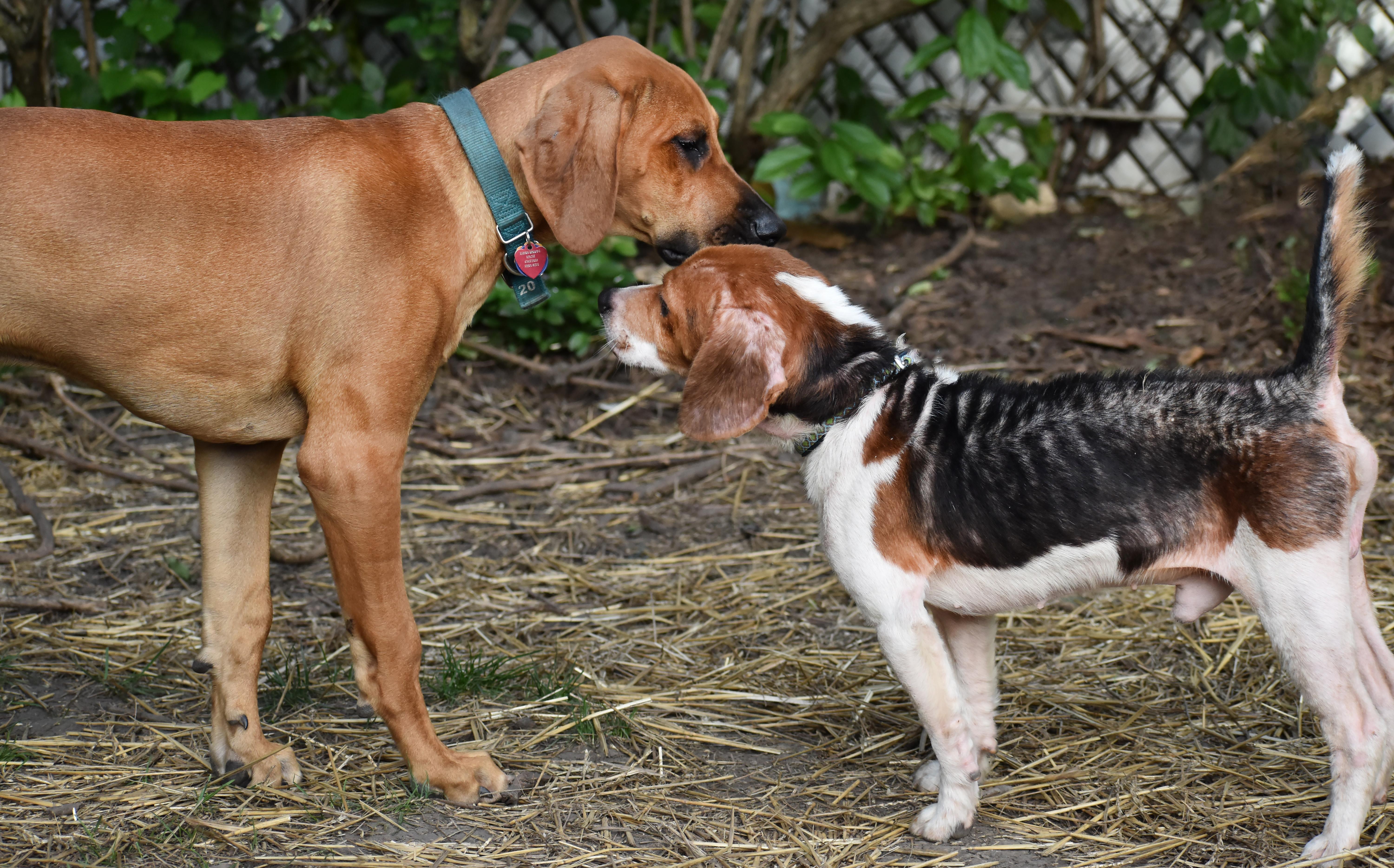 Enlarge Darwin- Foster to Adopt, a Adoptable Beagle in Wood Dale, IL image 5/6