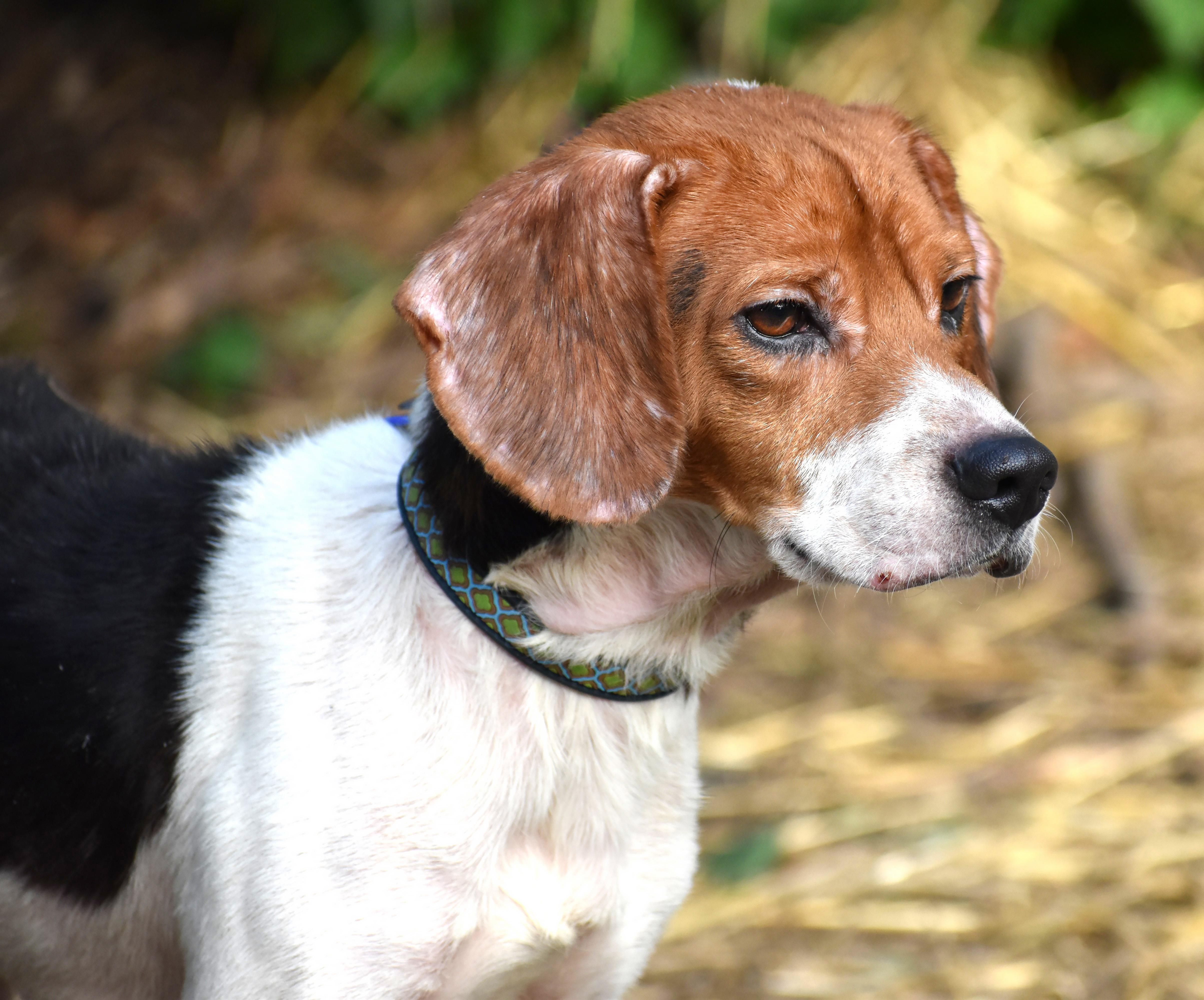 Enlarge Darwin- Foster to Adopt, a Adoptable Beagle in Wood Dale, IL image 3/6