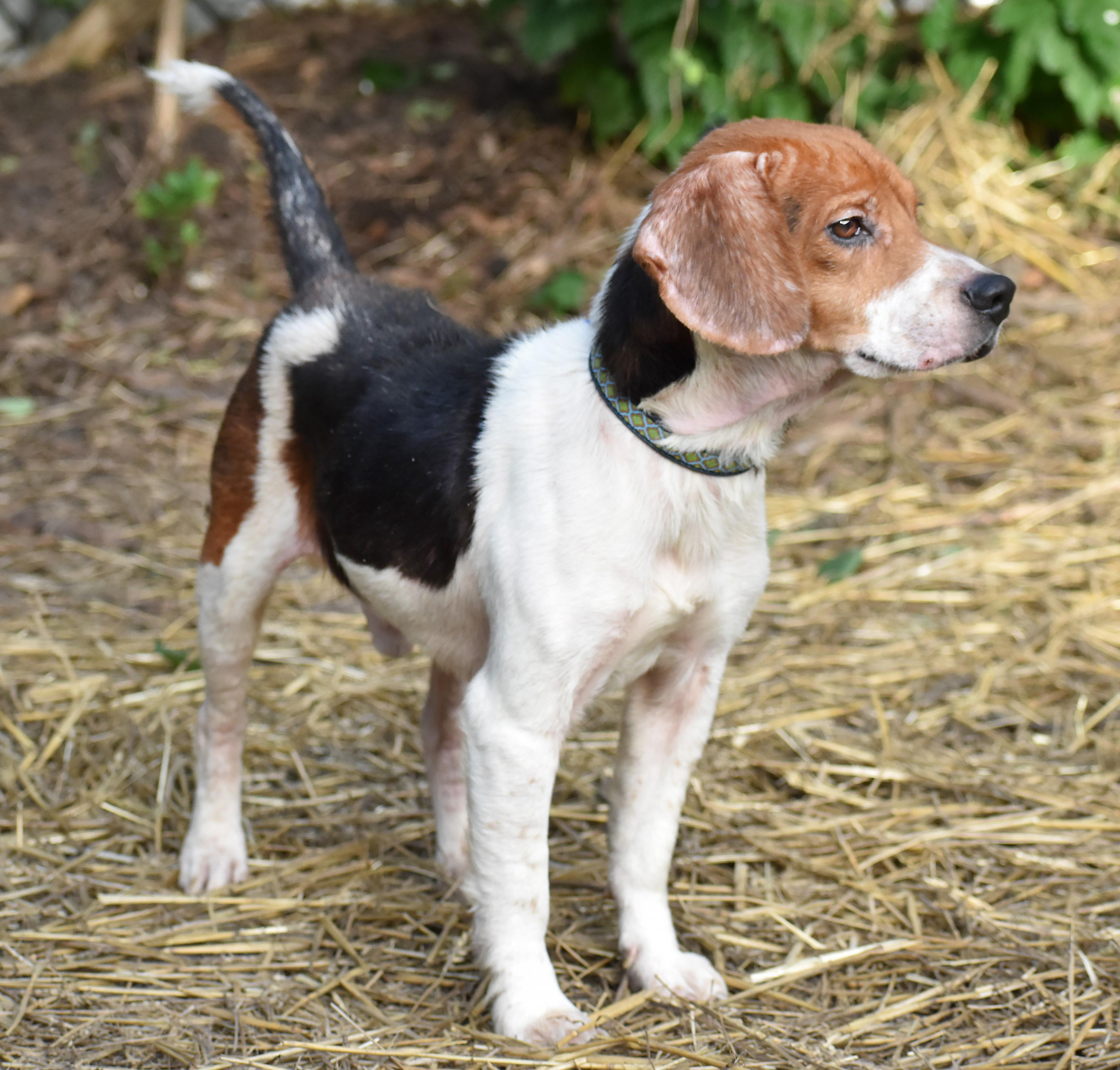Enlarge Darwin- Foster to Adopt, a Adoptable Beagle in Wood Dale, IL image 6/6