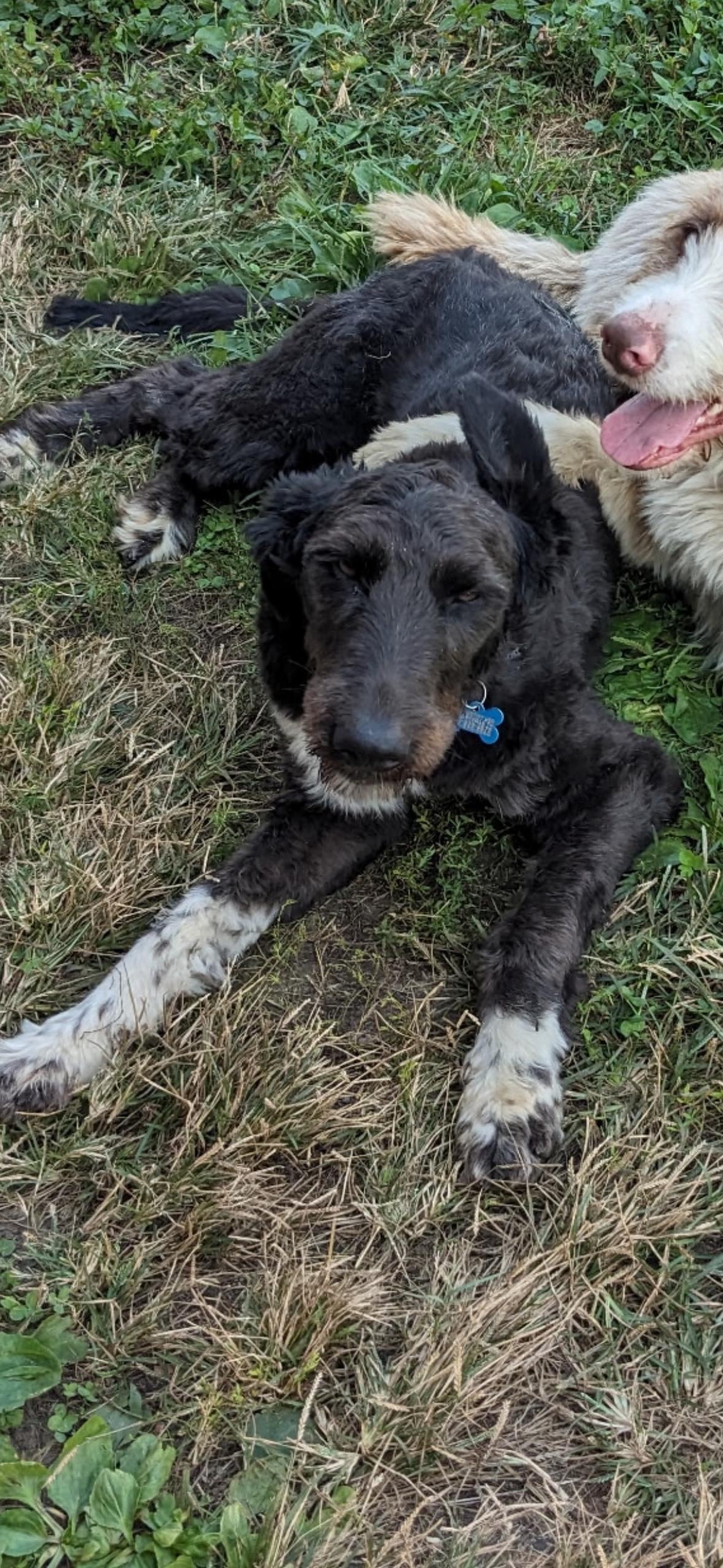 Suzy Q, a Adoptable Portuguese Water Dog in Shelbyville, TN image 1/3