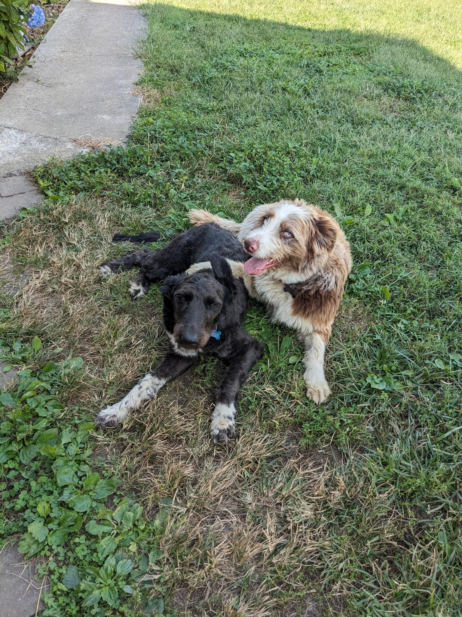 Suzy Q, a Adoptable Portuguese Water Dog in Shelbyville, TN image 2/3