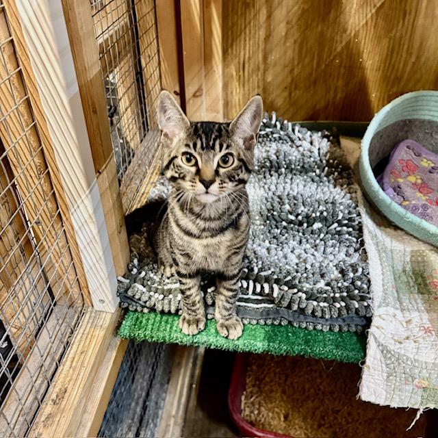 Skipper cat