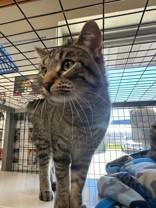 Baby, ADOPTABLE, Adult Male Domestic Short Hair.
