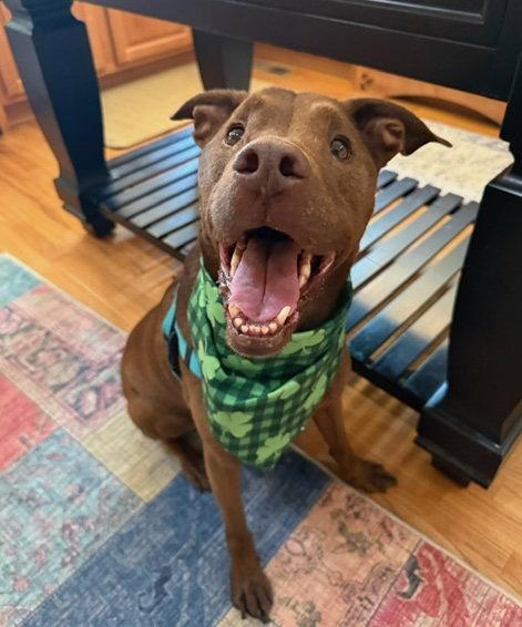 Crane, Adoptable, Adult Male Terrier.