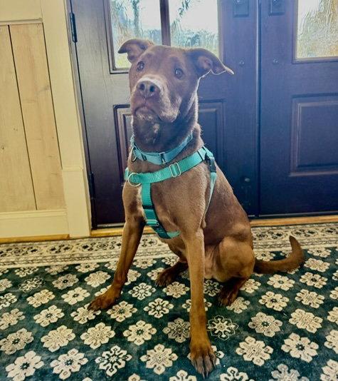 Crane, a Adoptable Terrier in Alpharetta, GA image 2/3