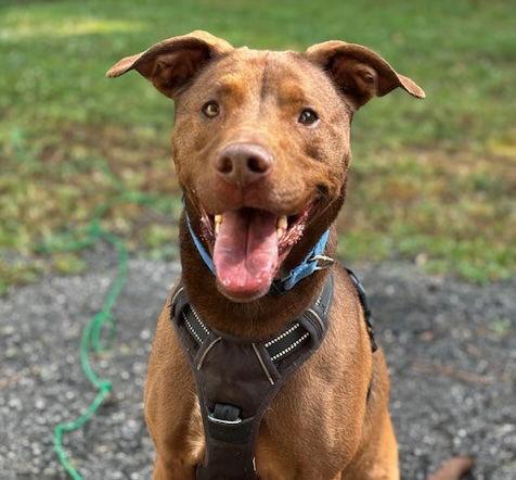 Crane, Adoptable, Adult Male Terrier.