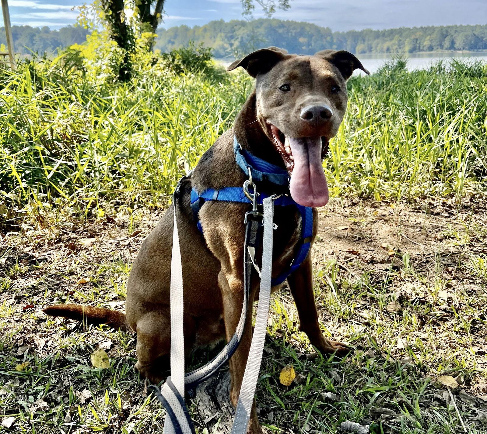 Crane, a Adoptable Terrier in Alpharetta, GA image 2/4