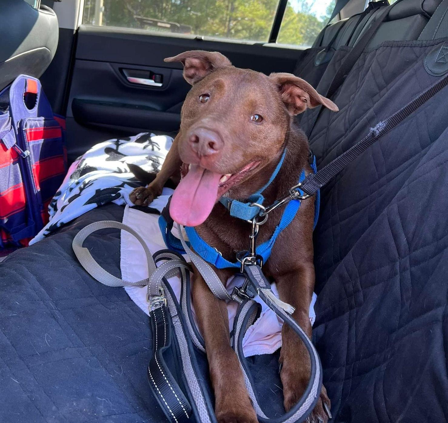 Crane, a Adoptable Terrier in Alpharetta, GA image 3/4