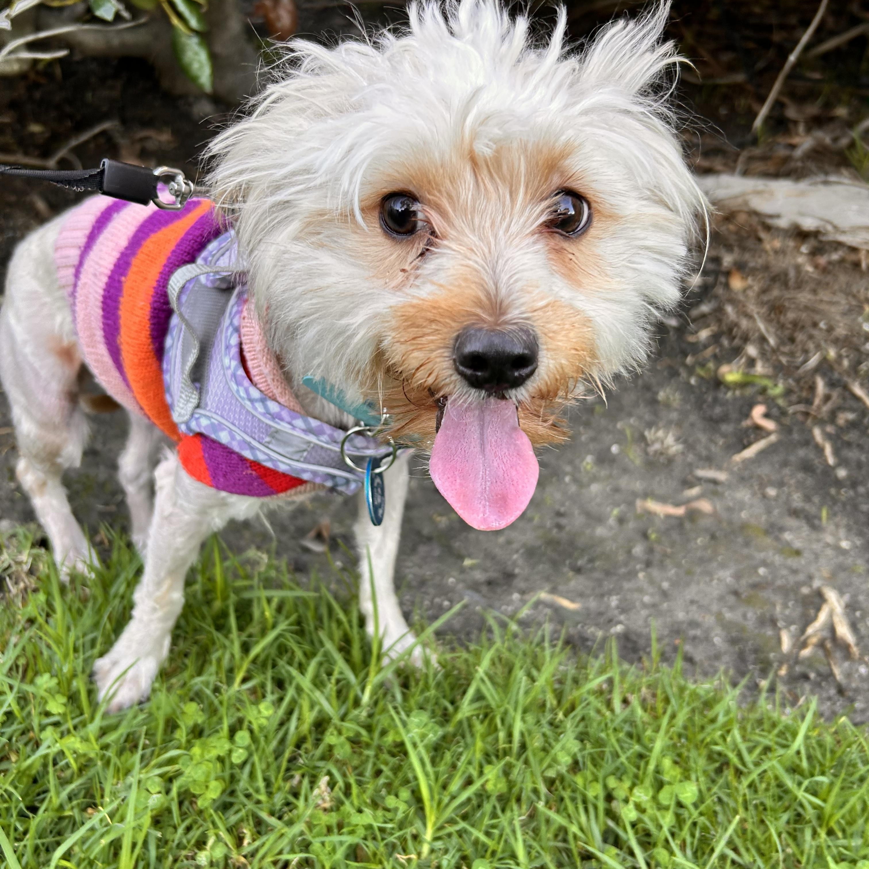 Hermes, Adoptable, Adult Male Yorkshire Terrier & Maltese.