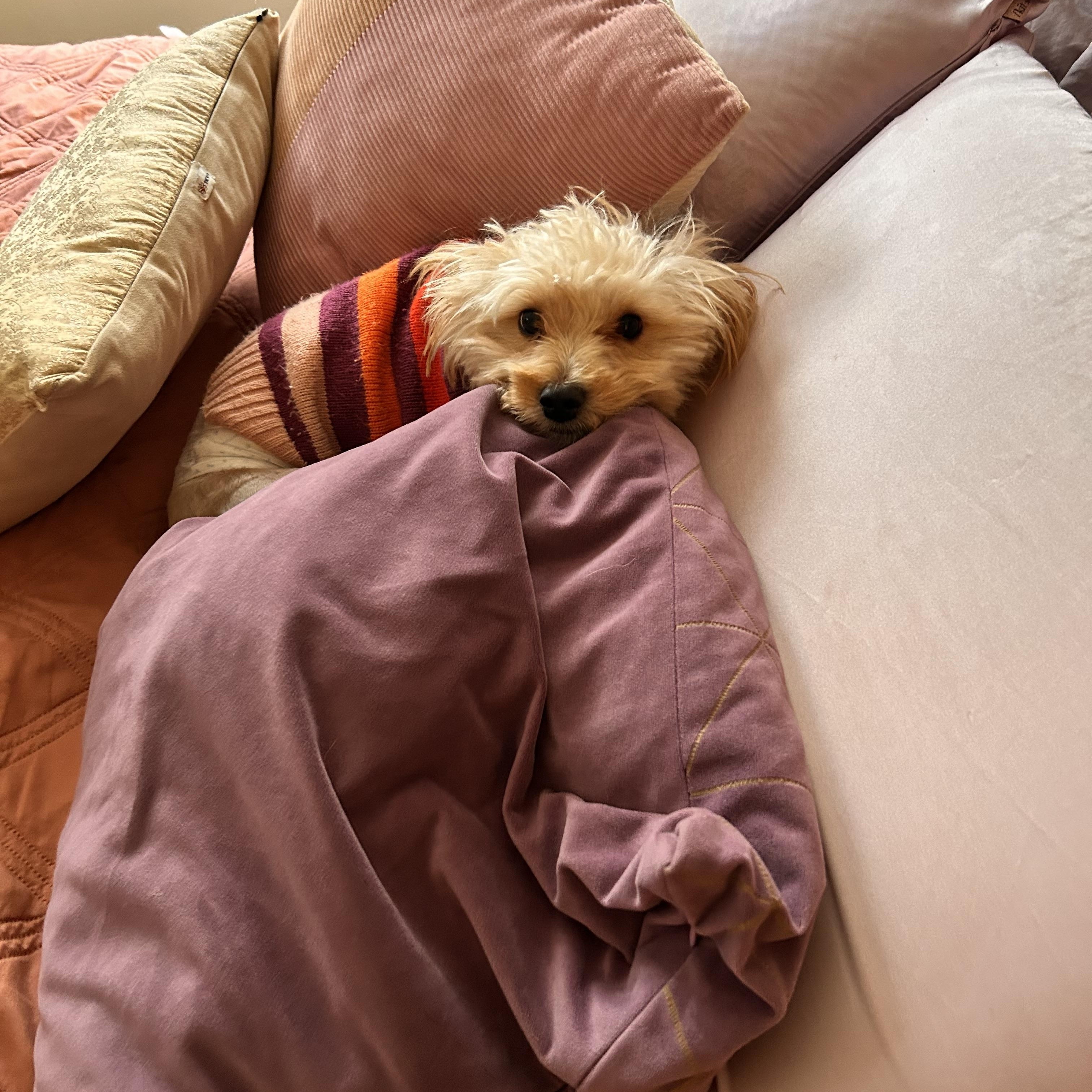 Enlarge Hermes, a Adoptable mixed breed in Pasadena, CA image 5/6