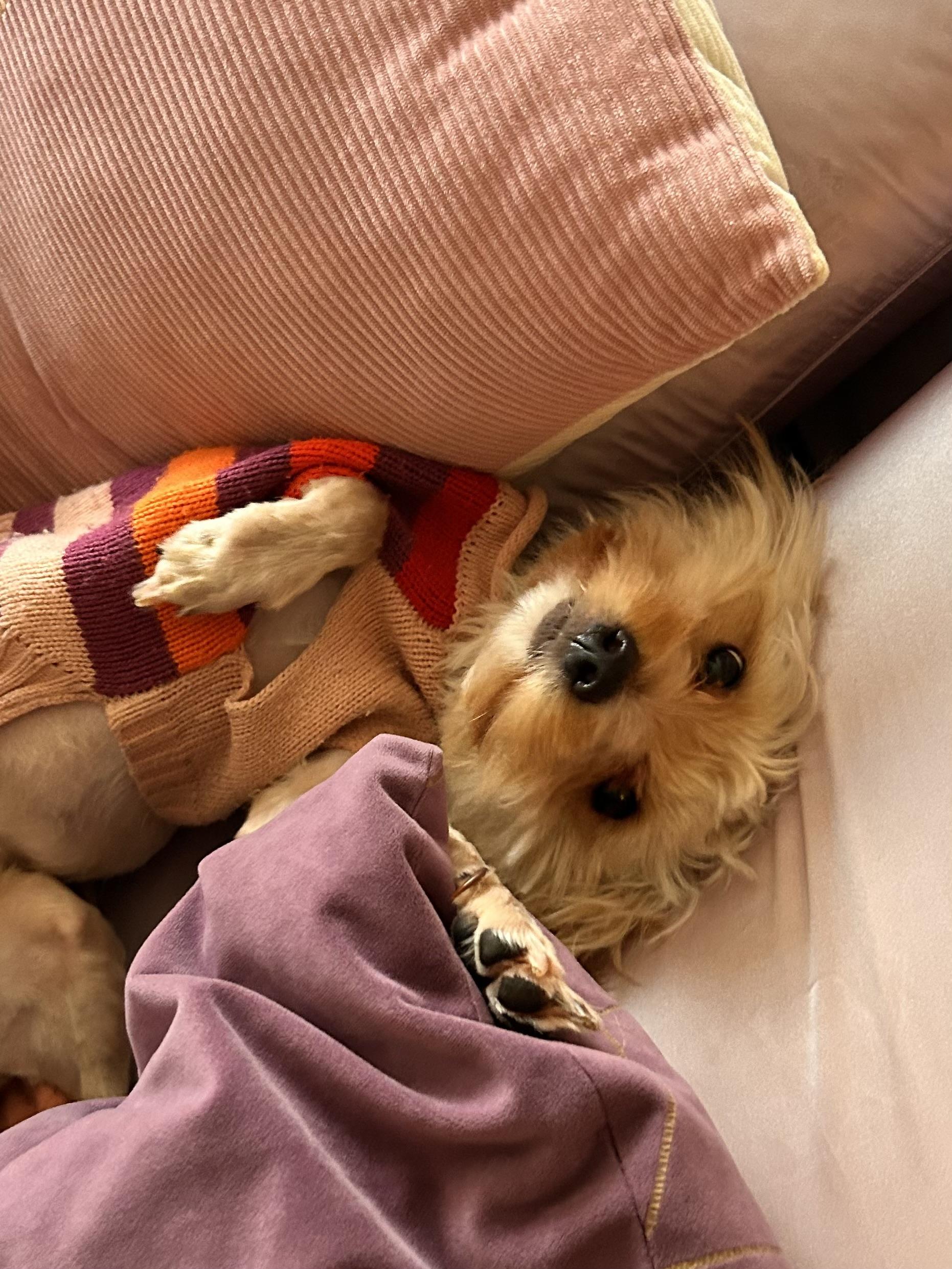 Enlarge Hermes, a Adoptable mixed breed in Pasadena, CA image 3/6