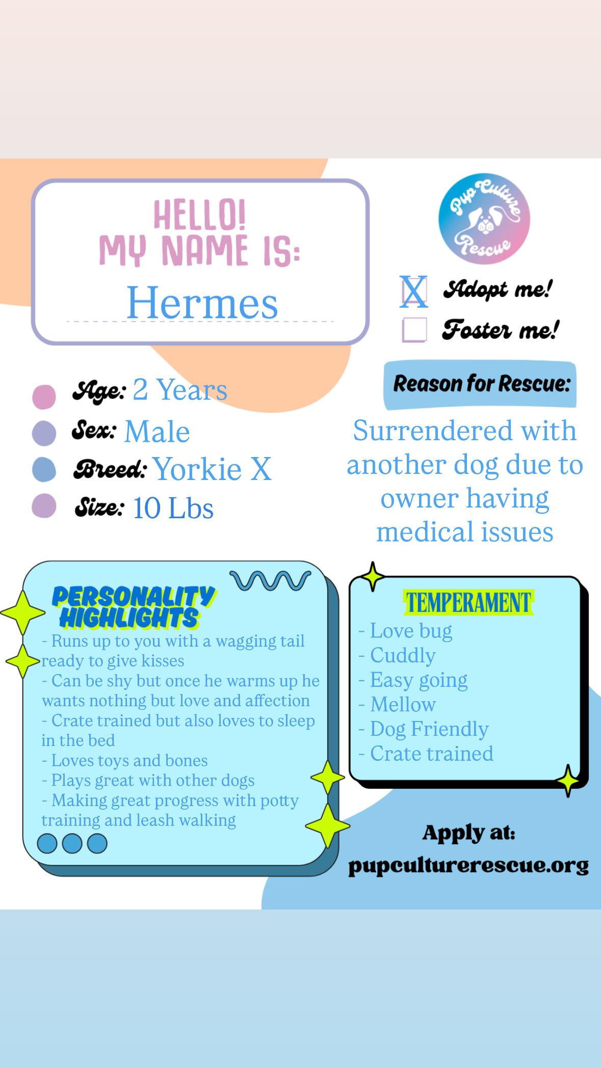 Enlarge Hermes, a Adoptable mixed breed in Pasadena, CA image 2/6