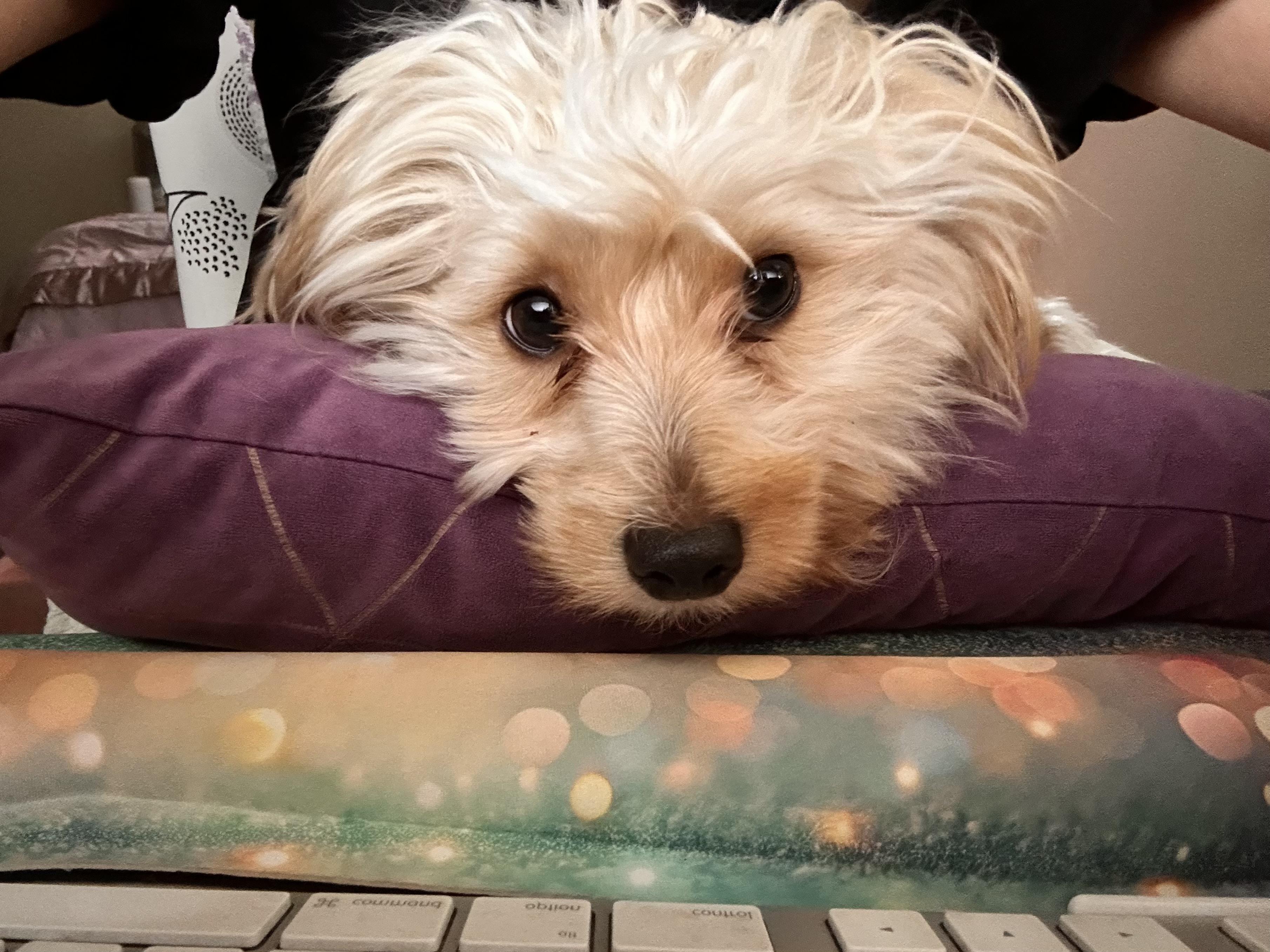 Enlarge Hermes, a Adoptable mixed breed in Pasadena, CA image 6/6