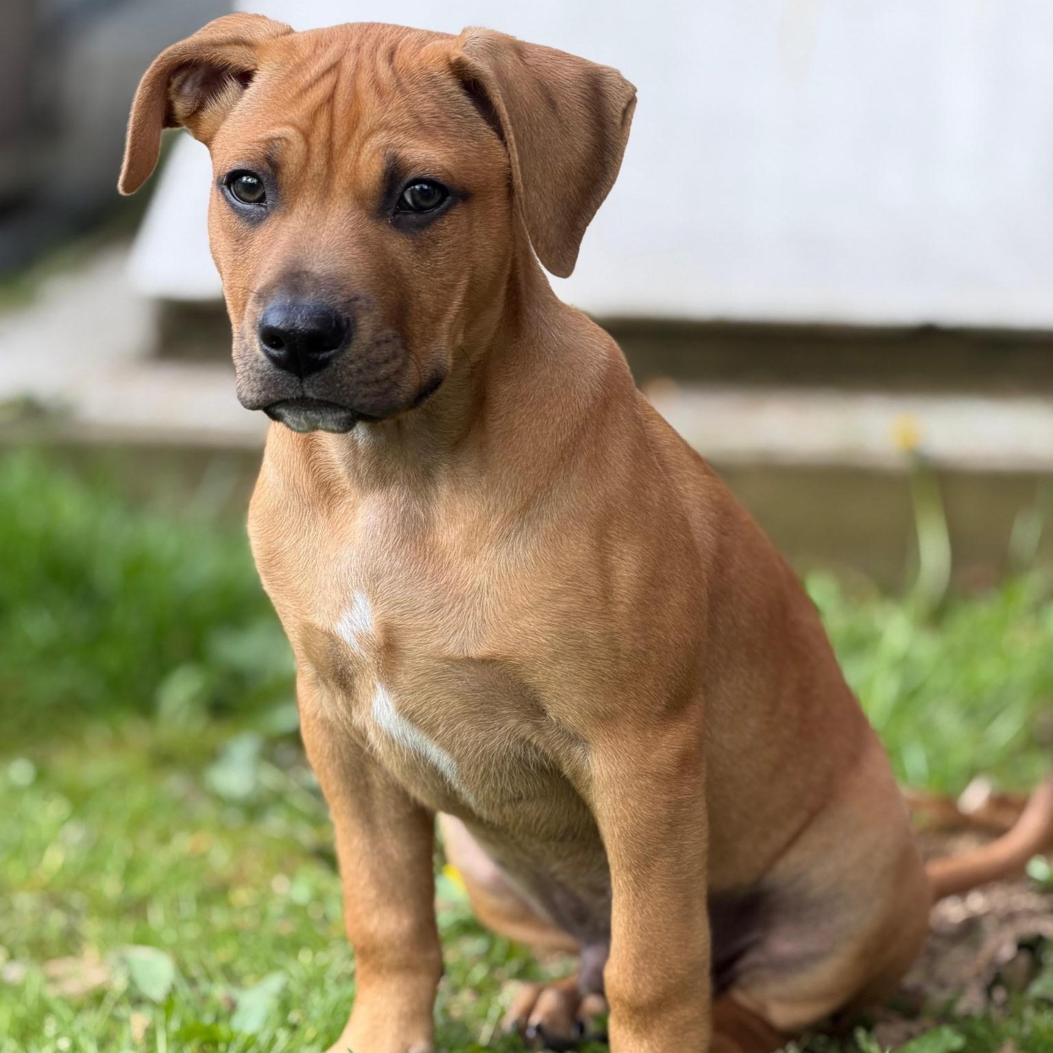 Robby, adoptable, Puppy Male Boxer & Terrier.