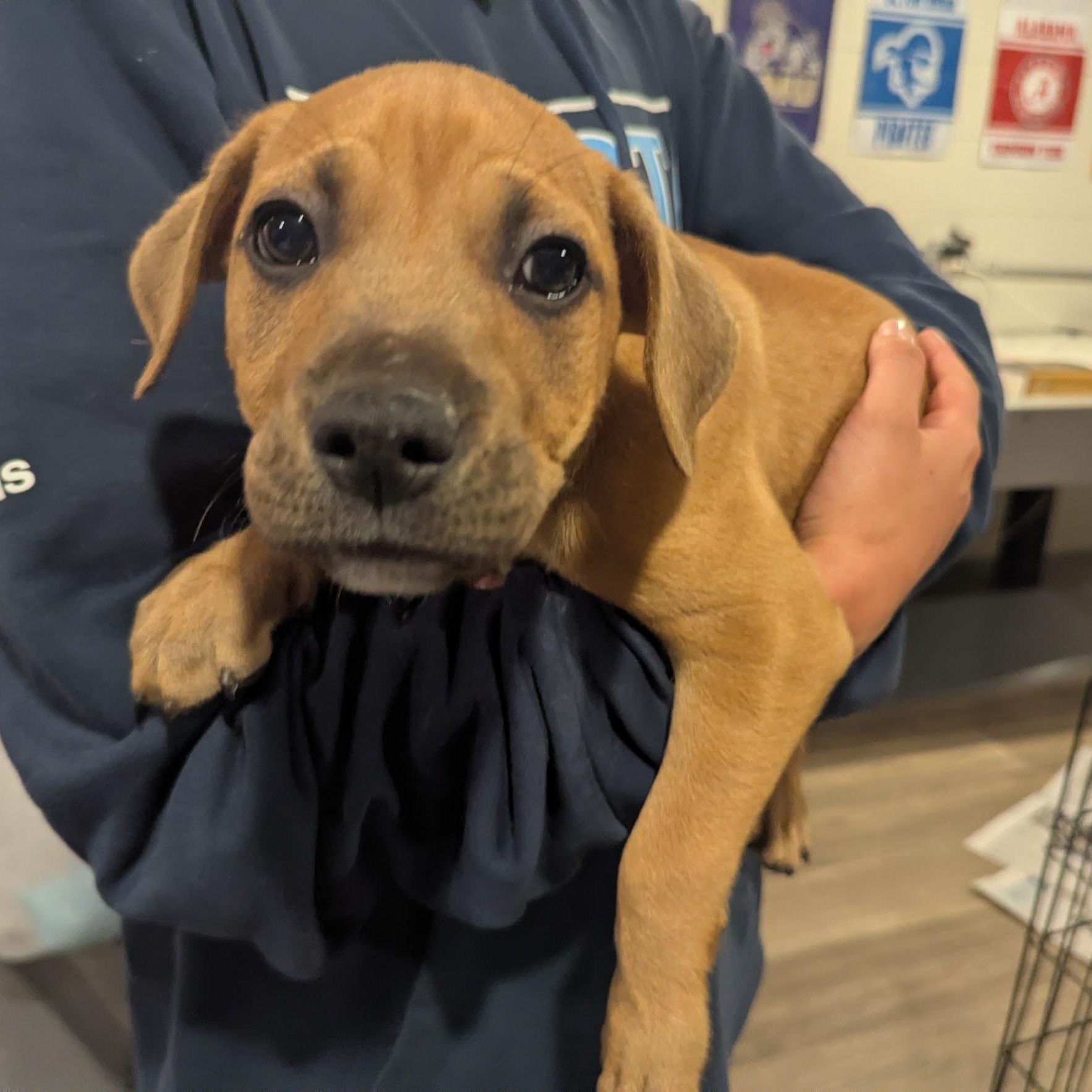 Enlarge Robby, an adoptable mixed breed in Sparta, NJ image 3/6