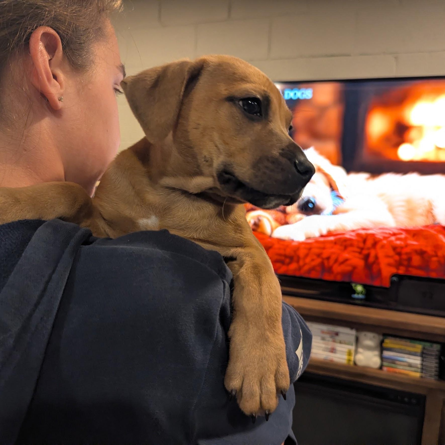 Enlarge Robby, an adoptable mixed breed in Sparta, NJ image 6/6