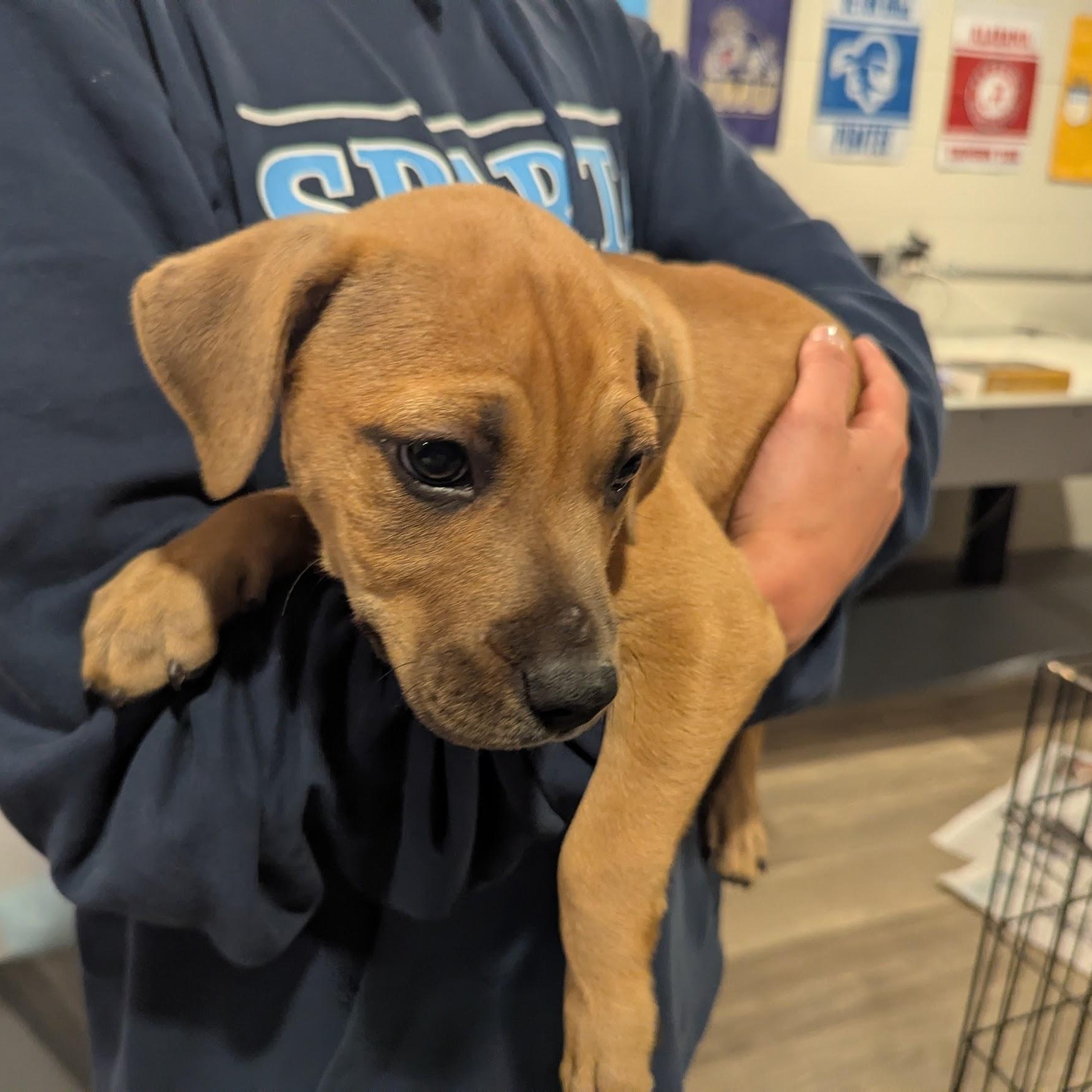 Enlarge Robby, an adoptable mixed breed in Sparta, NJ image 5/6